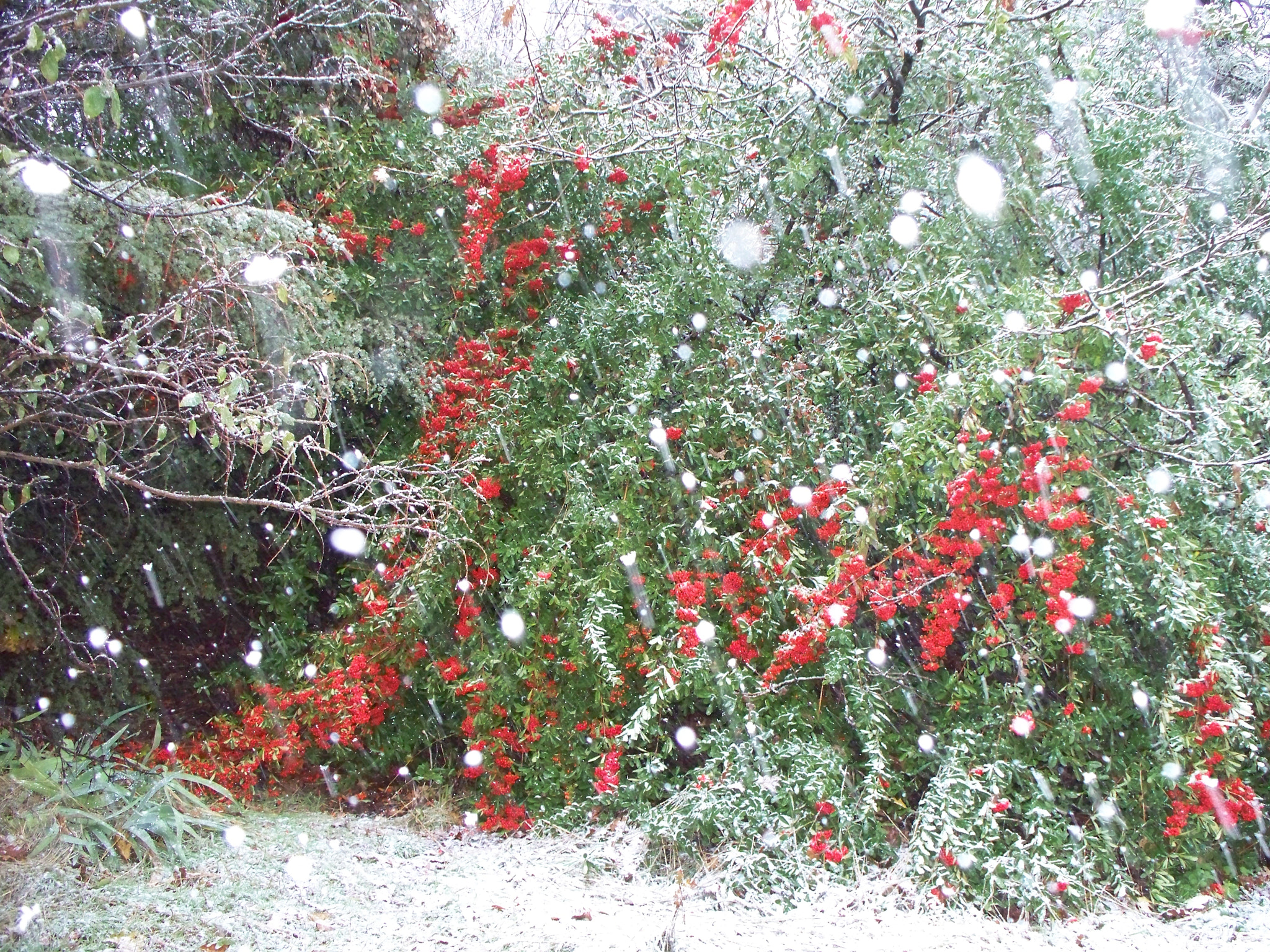 Kodak Z1275 ZOOM DIGITAL CAMERA sample photo. Unexpected early winter storm photography