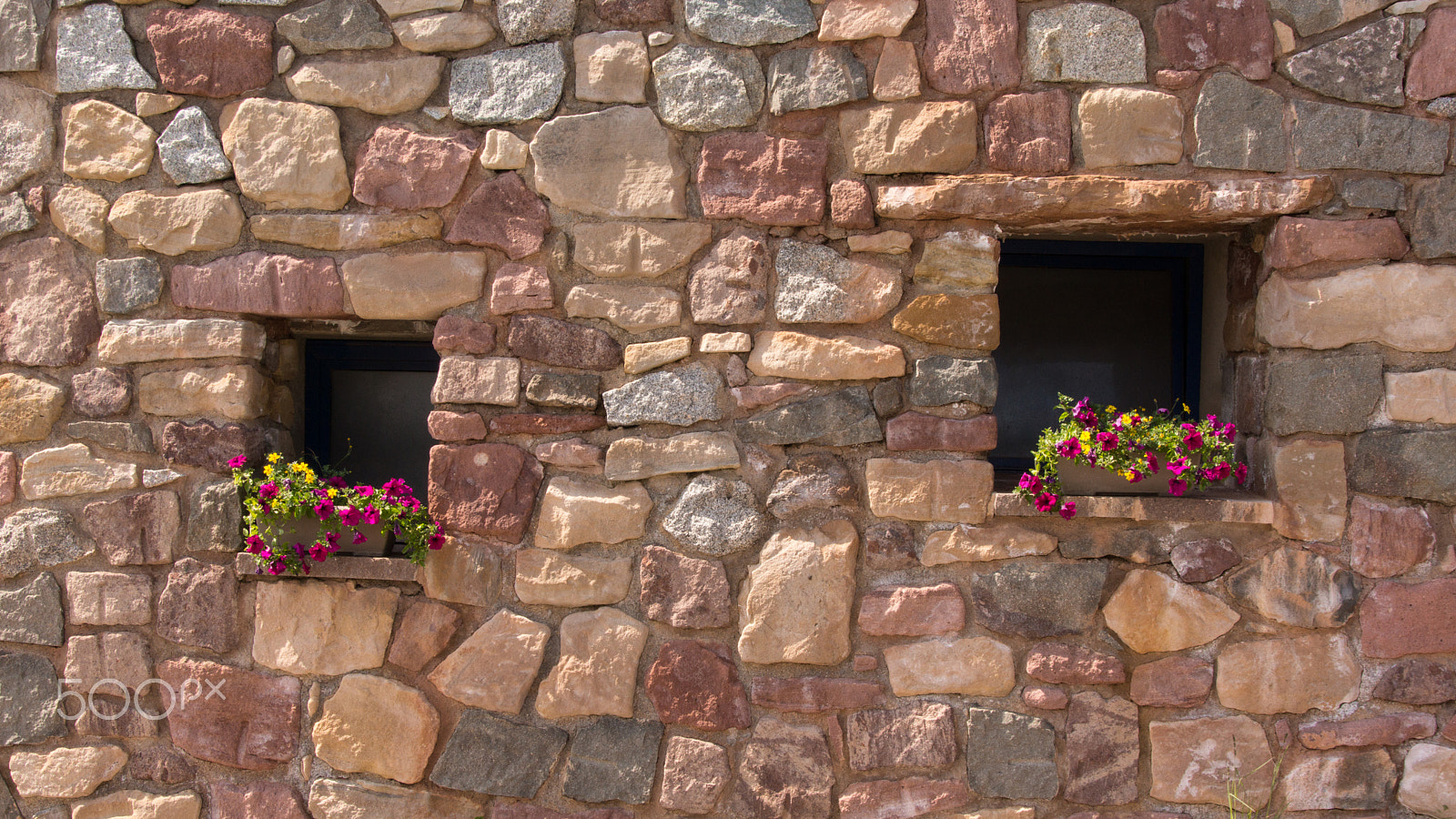 Sony SLT-A65 (SLT-A65V) + Tamron AF 28-105mm F4-5.6 [IF] sample photo. Flowers in a wall photography