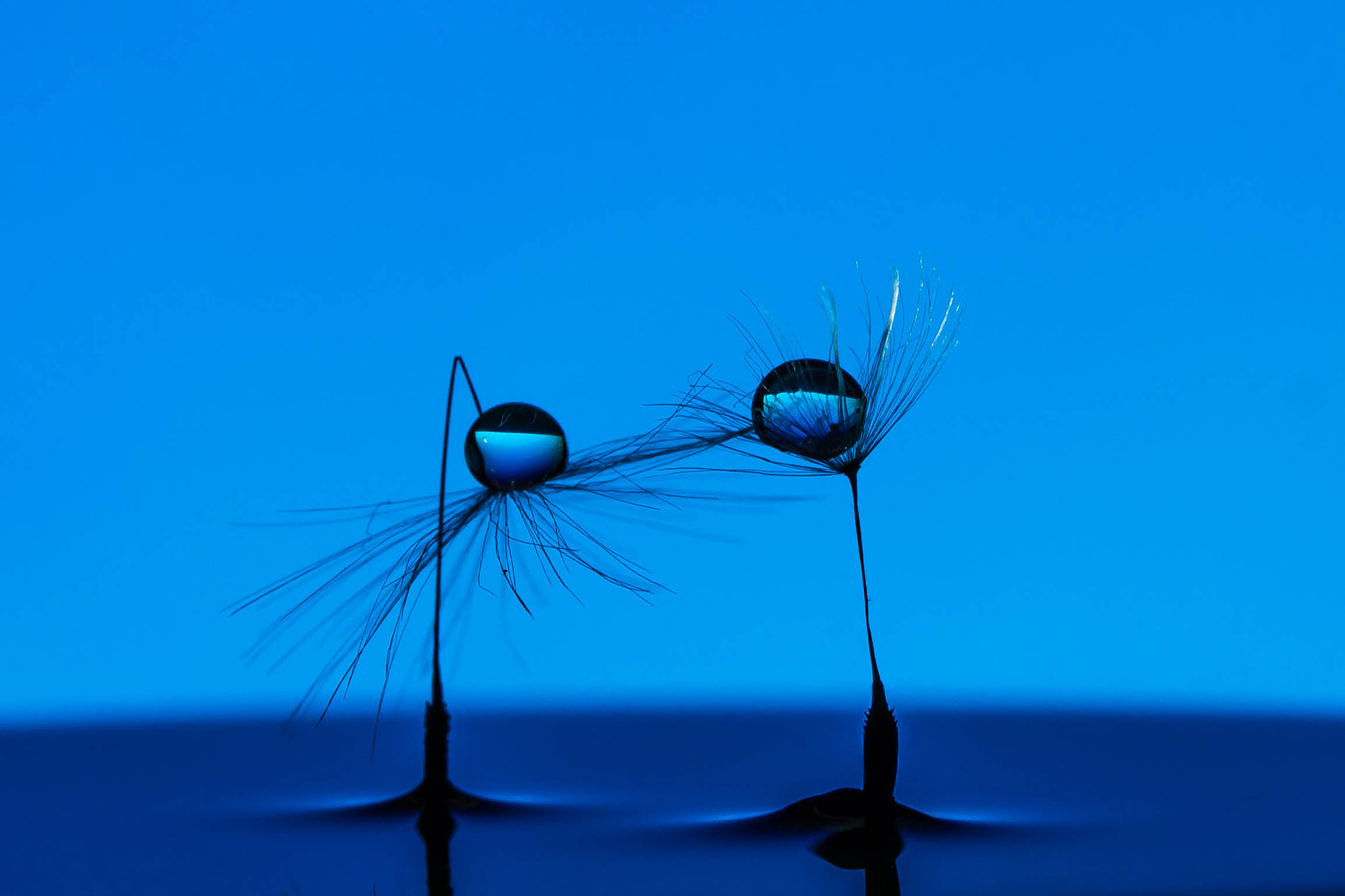 Canon EF 100mm F2.8 Macro USM sample photo. Dream dance photography
