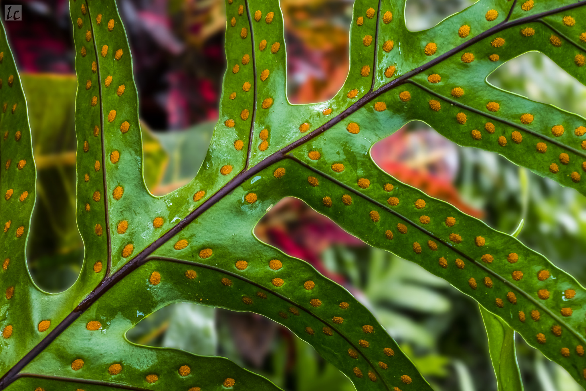 Canon EF 50mm F2.5 Macro sample photo. Orange polka dots photography
