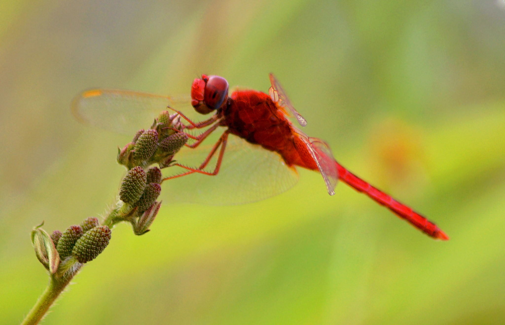 AF Zoom-Nikkor 80-200mm f/4.5-5.6D sample photo. A dragonfly photography