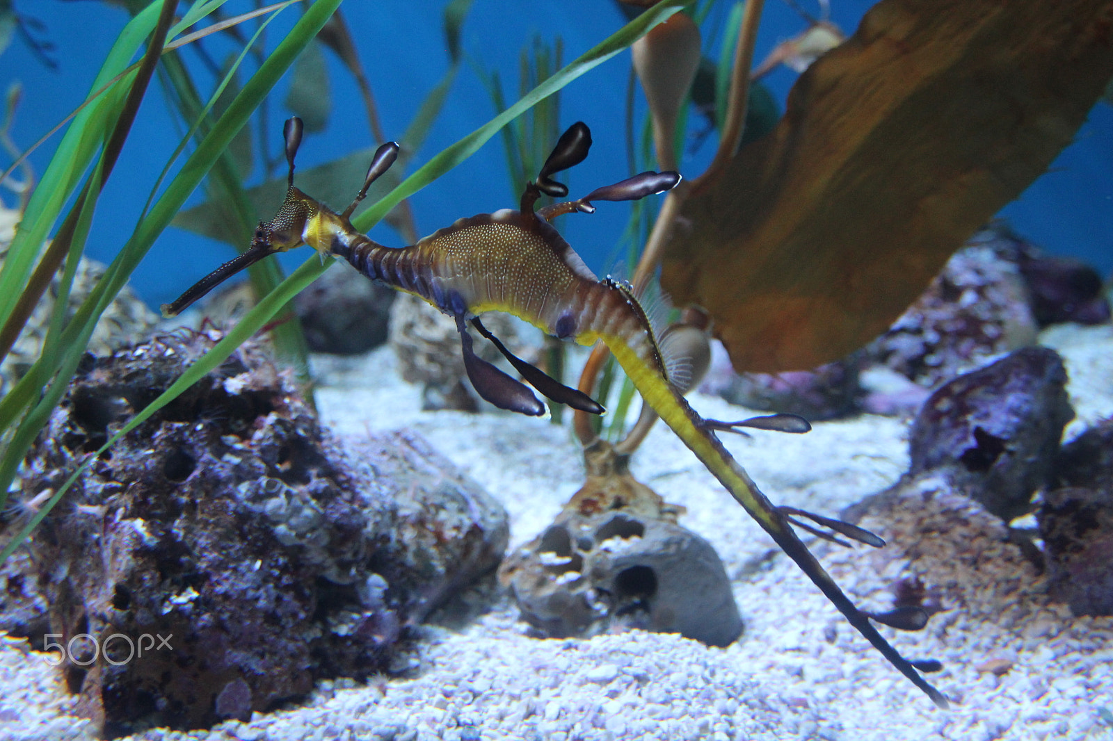 Canon EOS 1100D (EOS Rebel T3 / EOS Kiss X50) sample photo. Water dragons photography