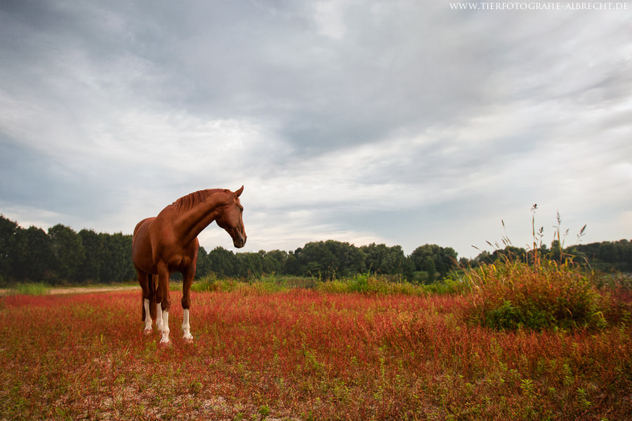 Canon EOS-1D Mark III sample photo. Crimson field photography