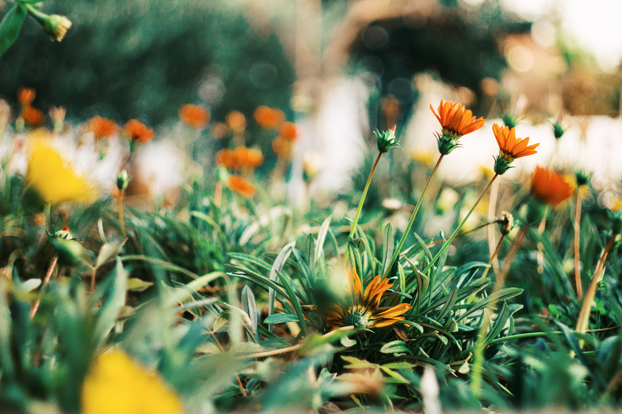 Canon EF 35-80mm f/4-5.6 sample photo. Meaningless - flowers photography
