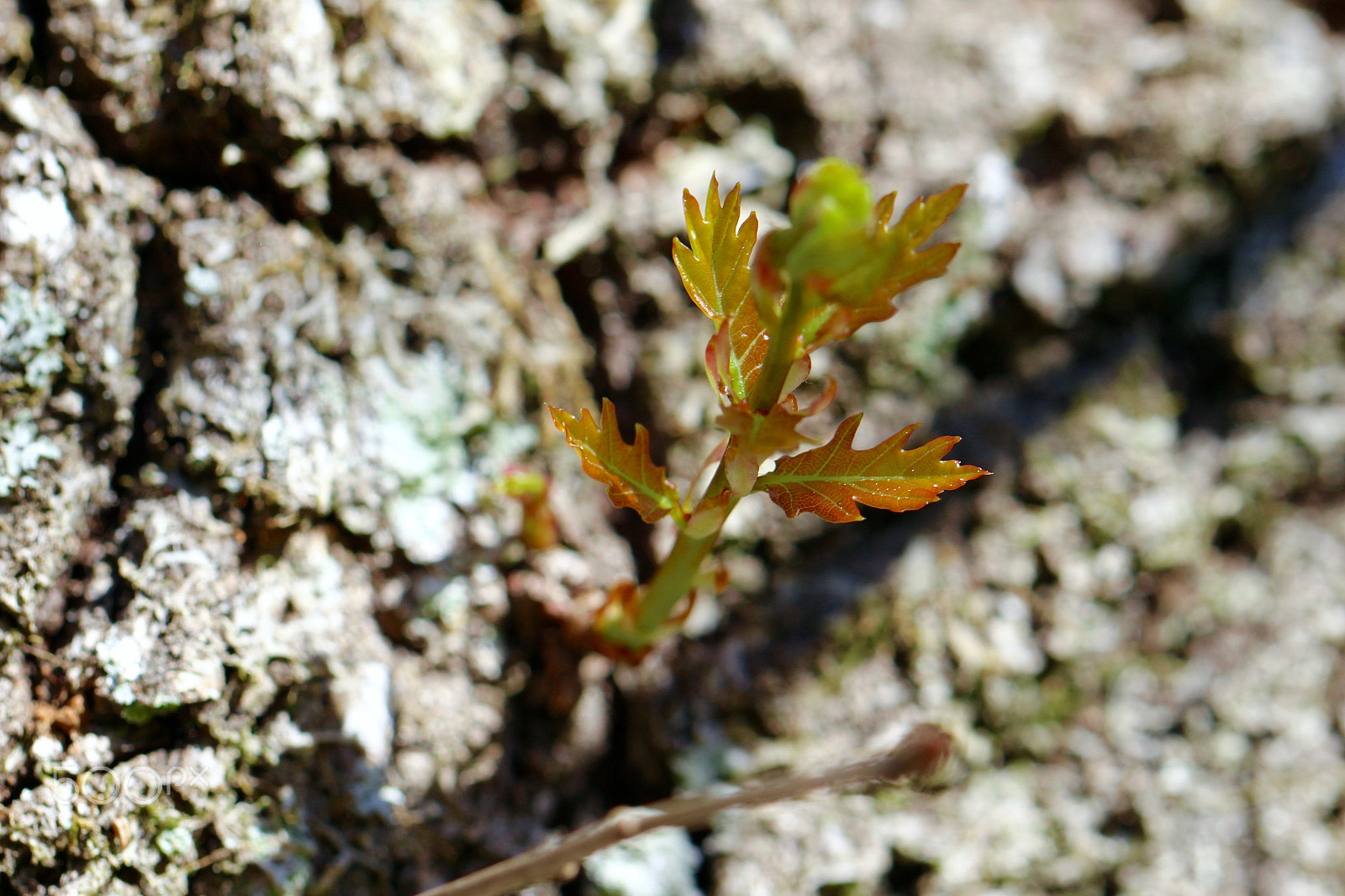 Canon EF 100mm F2.8L Macro IS USM sample photo. New beginning! photography