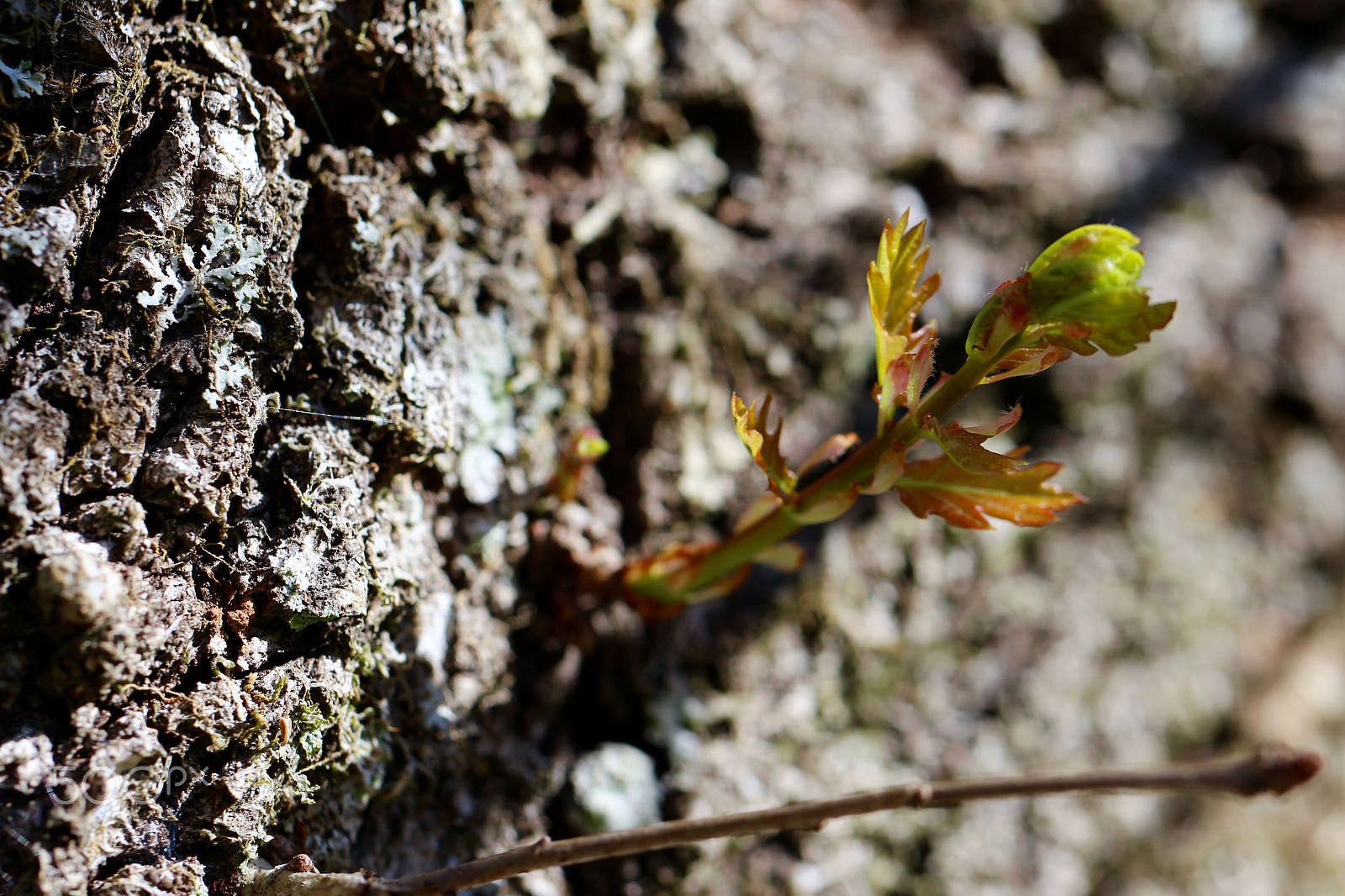 Canon EF 100mm F2.8L Macro IS USM sample photo. New beginning! photography