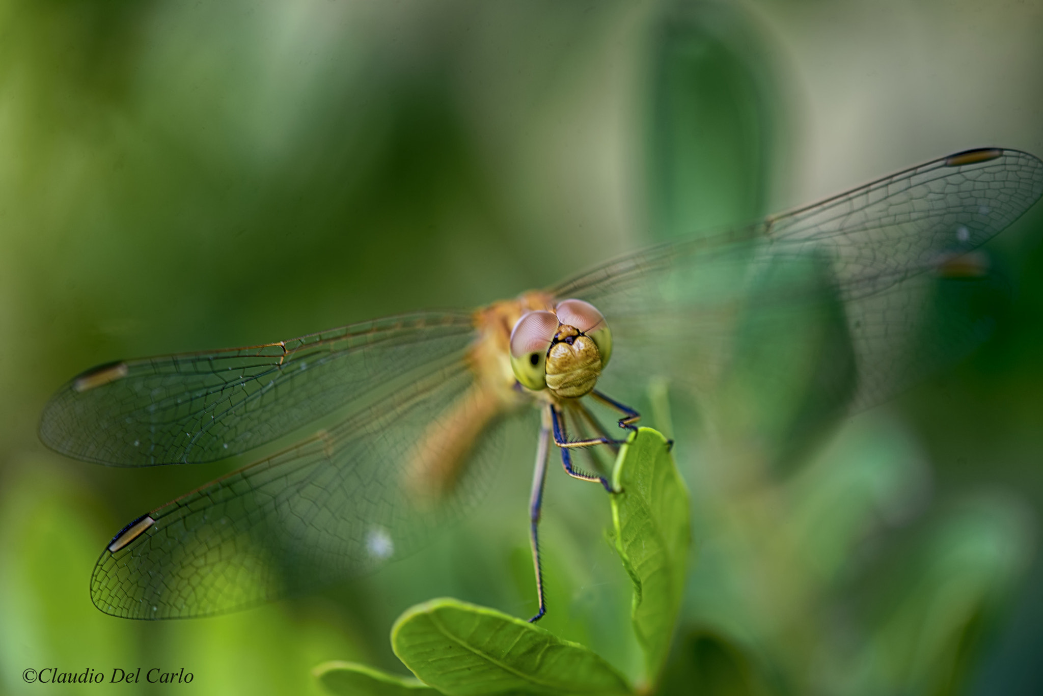 TAMRON SP 180mm F3.5 Di MACRO 1:1 B01N sample photo. 050616_2551.jpg photography
