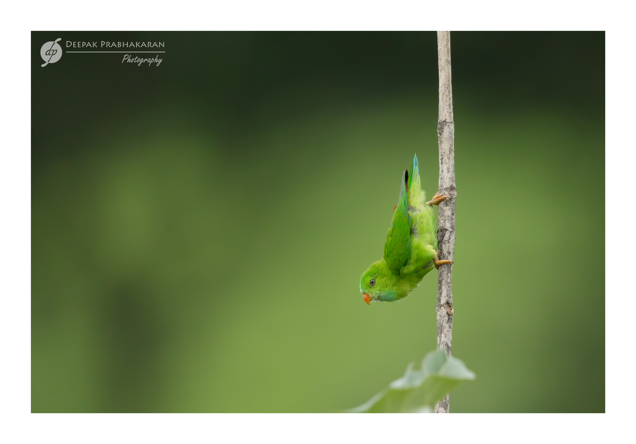 Canon EF 400mm F2.8L IS II USM sample photo. ~~ vernal "hanging" parrot ~~ photography