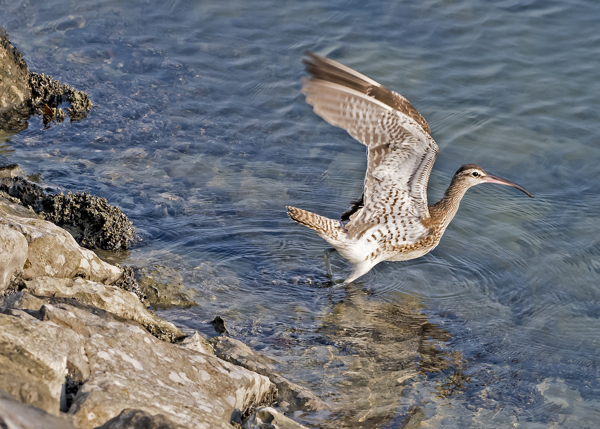 Nikon AF-S Nikkor 200-500mm F5.6E ED VR sample photo. Another curlew!! photography
