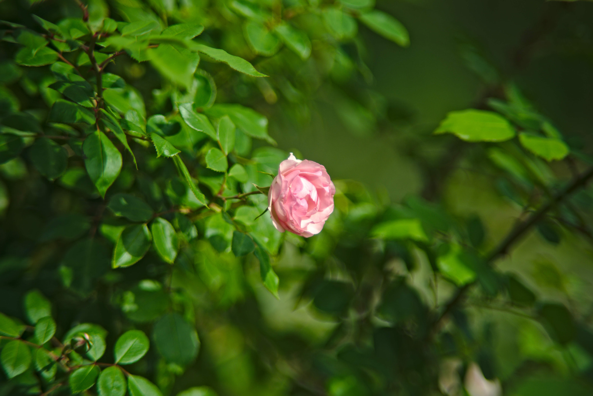 Nikon D800 + Manual Lens No CPU sample photo. Pink rose in the green photography