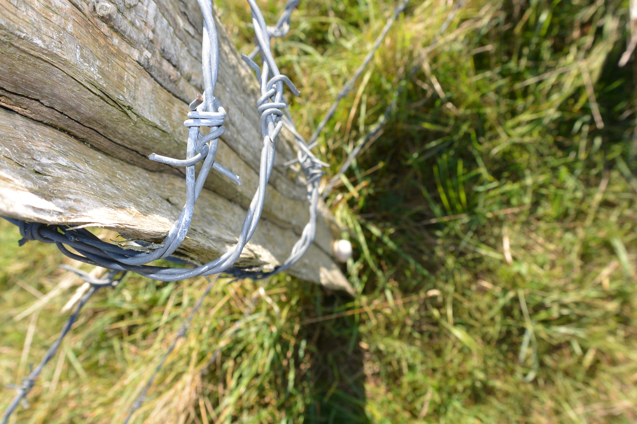 Nikon 1 V2 sample photo. Barbed wire photography