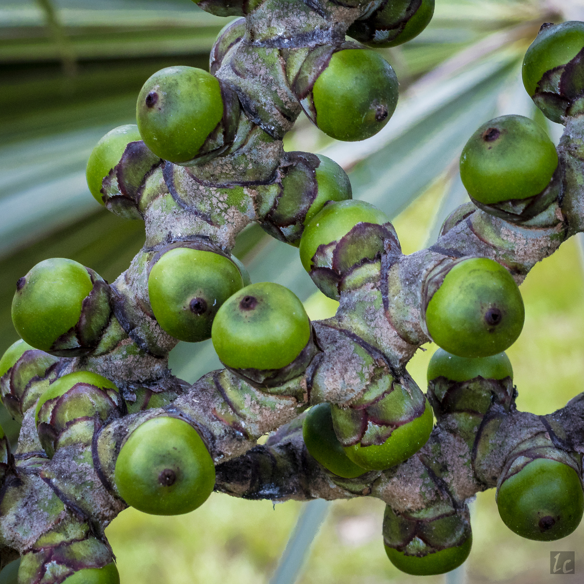 Canon EF 50mm F2.5 Macro sample photo. Green fruits in halewa photography