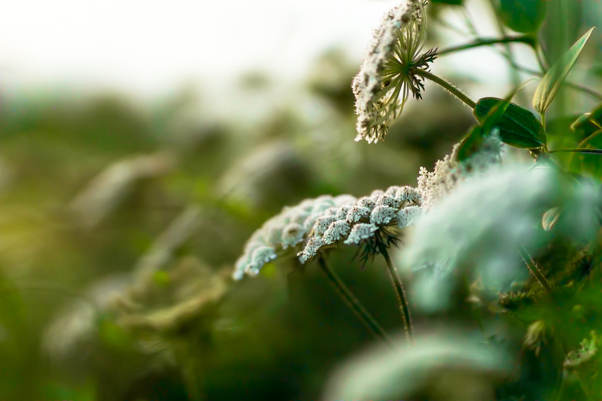 Sigma 50mm F1.4 EX DG HSM sample photo. Snow white photography
