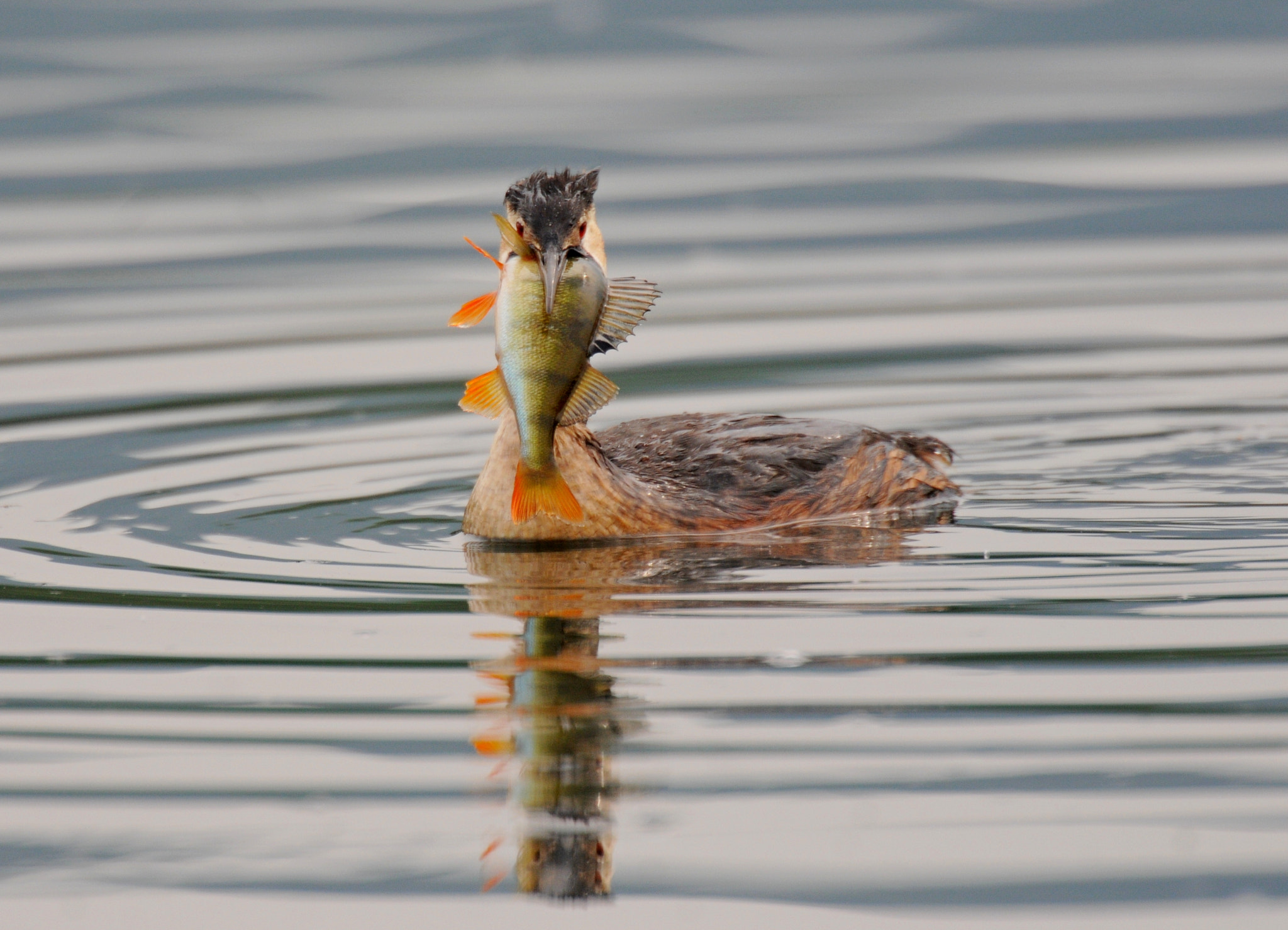 AF-S Nikkor 600mm f/4D IF-ED + TC-14E sample photo. Great crested grebe photography