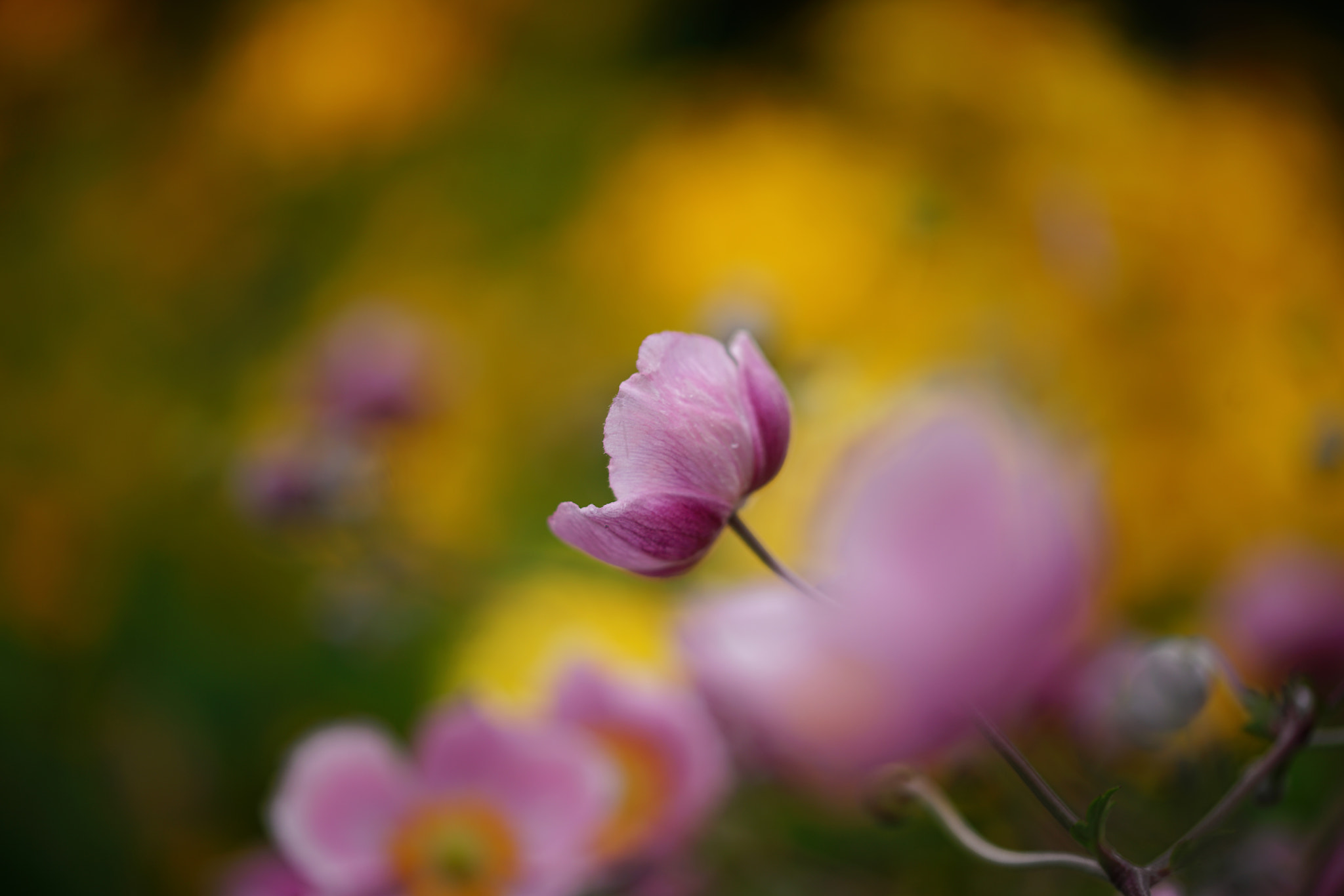 Sony a7R II + 105mm F2.8 sample photo. Hello! photography