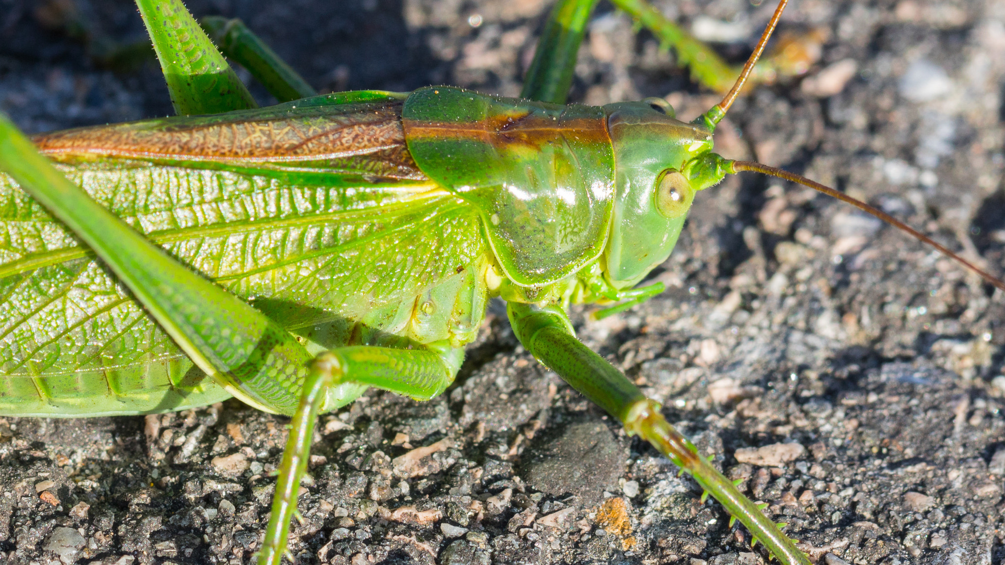 Canon EOS 760D (EOS Rebel T6s / EOS 8000D) + Canon EF 100mm F2.8L Macro IS USM sample photo. Grasshopper photography