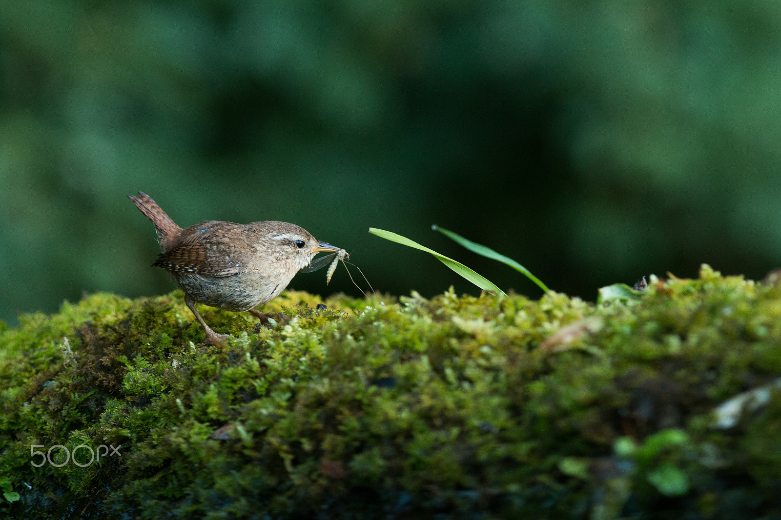 Canon EOS 70D + Canon EF 300mm F4L IS USM sample photo. *** photography