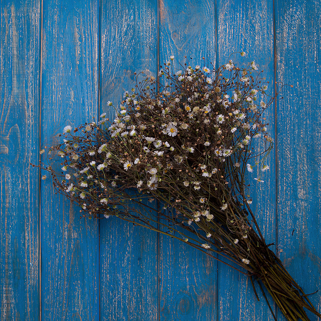 Nikon AF Nikkor 24-85mm F2.8-4D IF sample photo. New background photography
