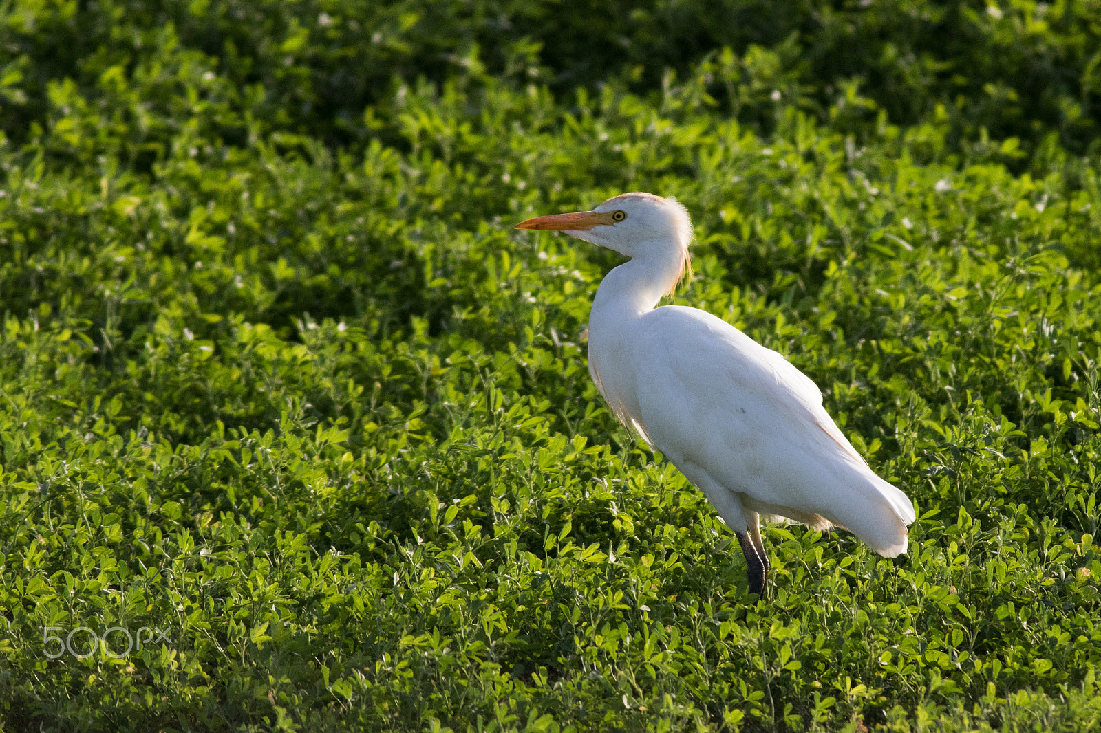Canon EOS 7D Mark II + Canon EF 400mm F5.6L USM sample photo. Cattle egret photography