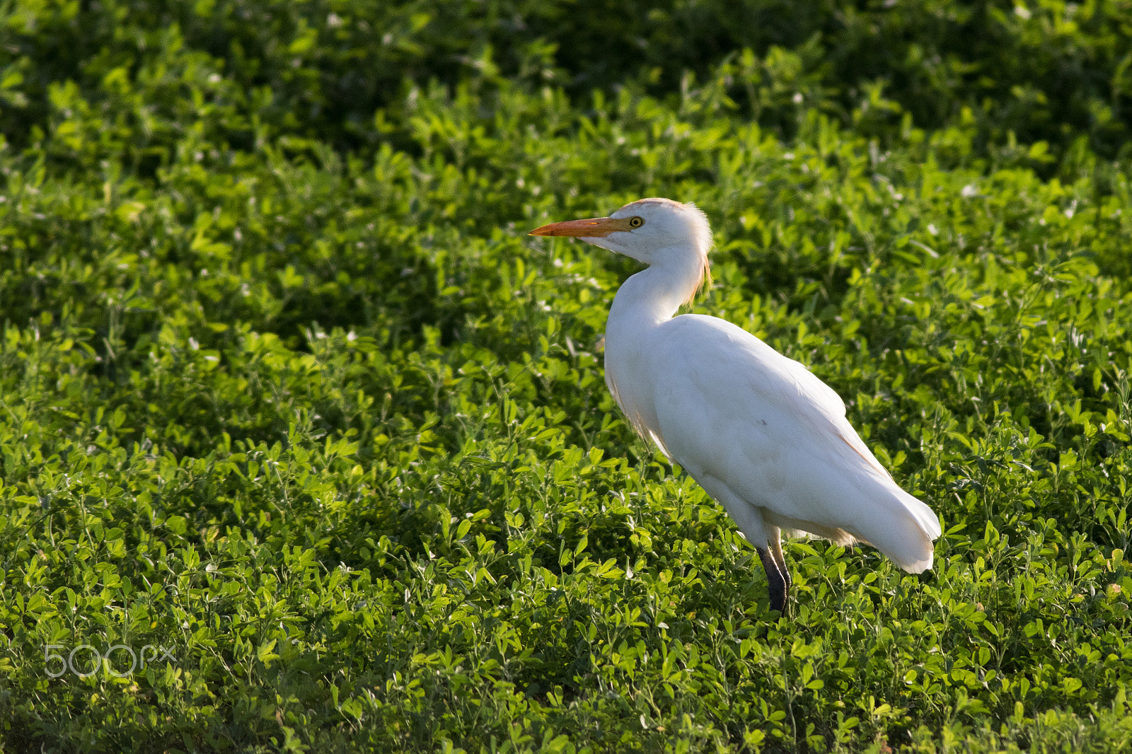 Canon EF 400mm F5.6L USM sample photo. Cattle egret photography