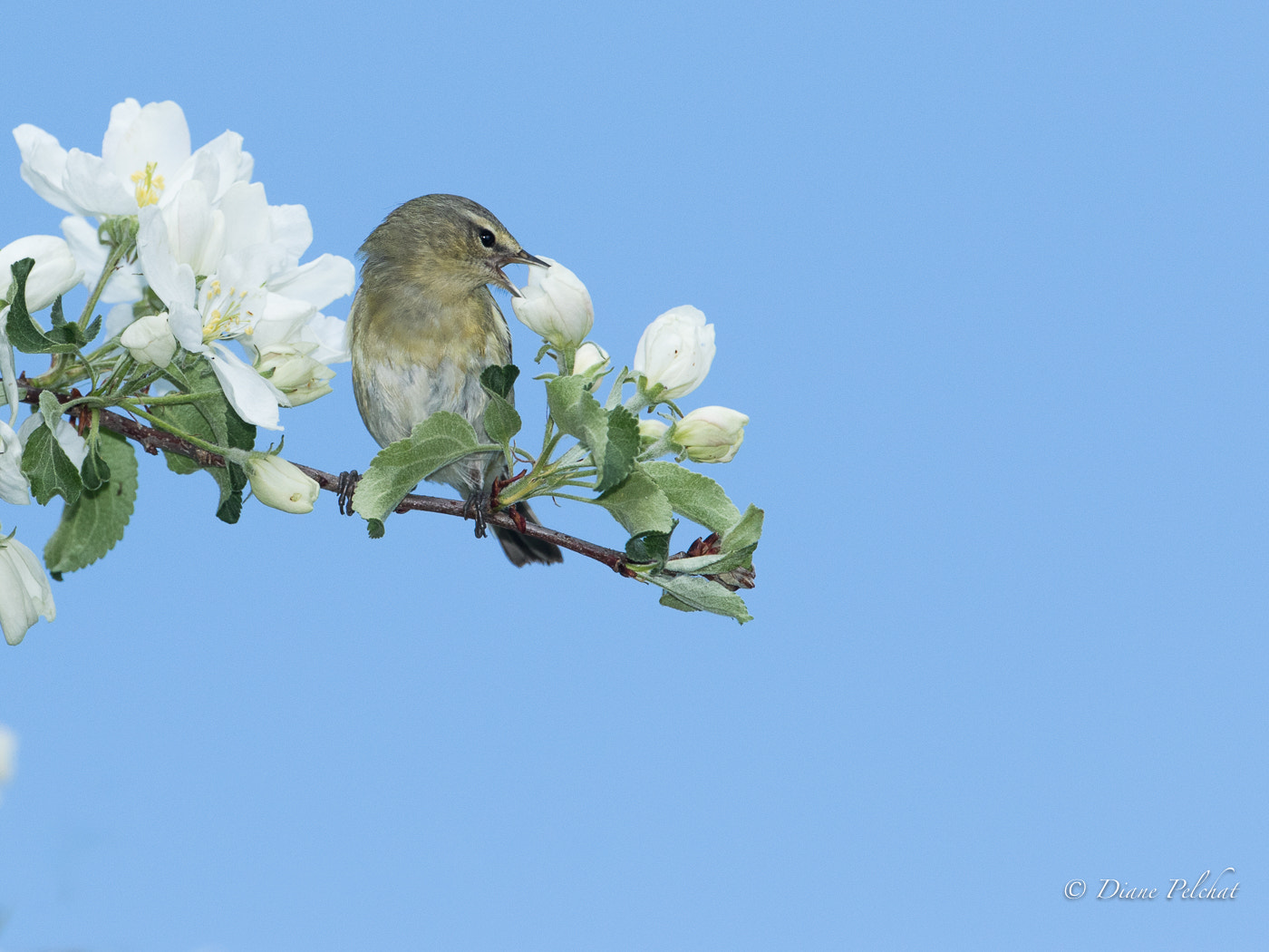 Canon EF 300mm F2.8L IS II USM sample photo. Something good for me! photography