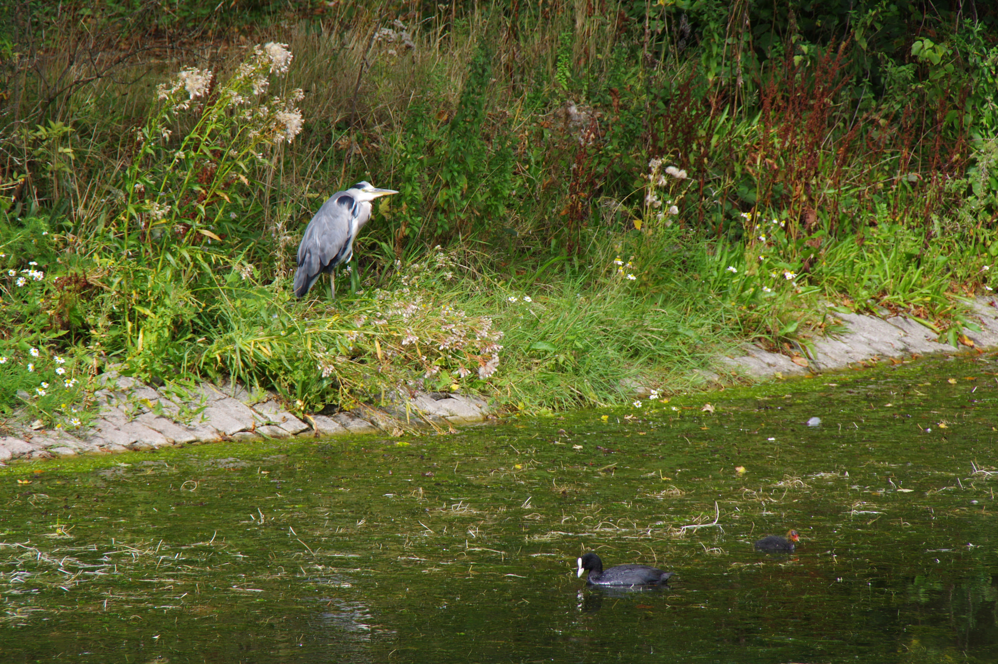 Tamron AF 18-200mm F3.5-6.3 XR Di II LD Aspherical (IF) Macro sample photo. Three birds photography
