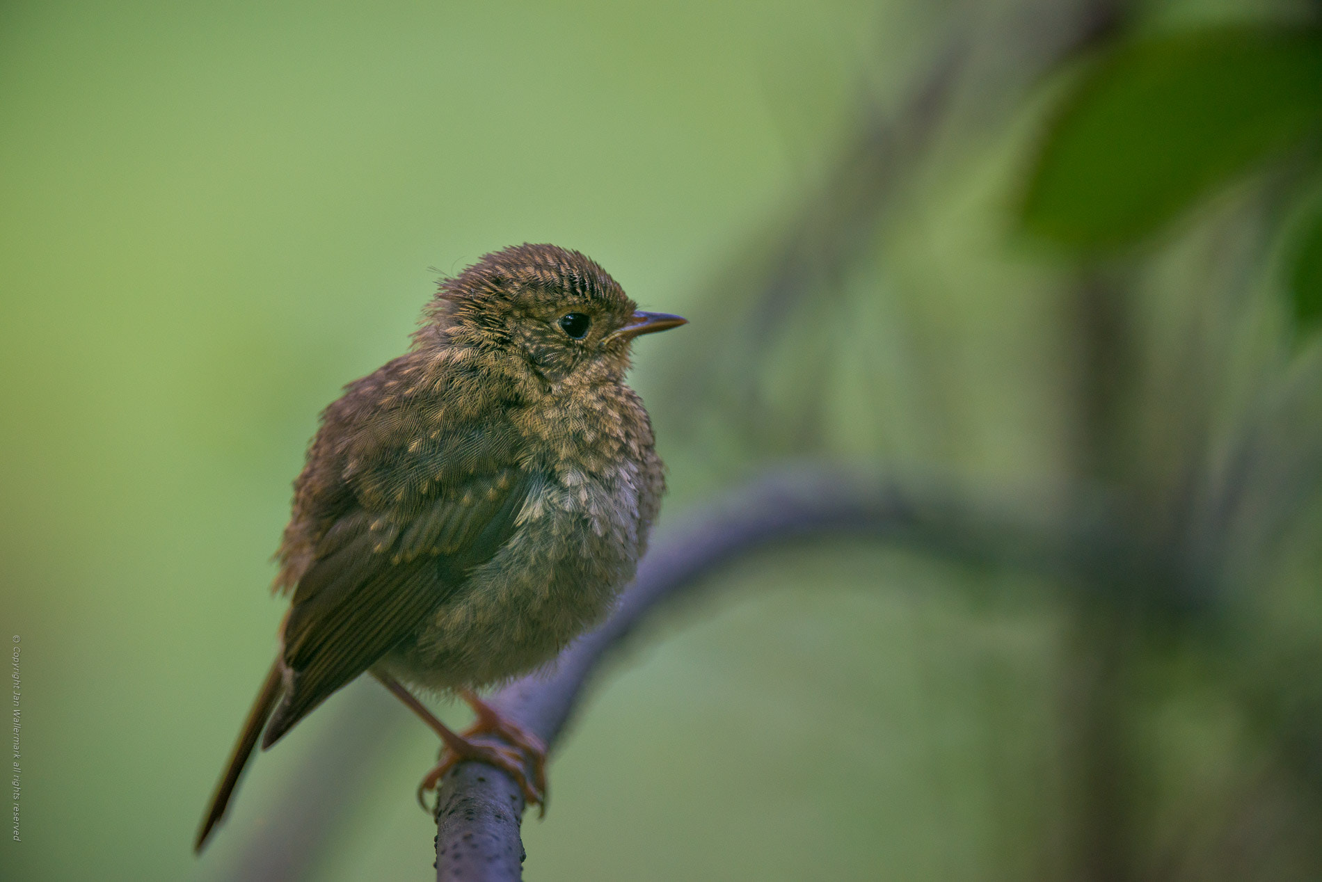 Nikon AF-S Nikkor 400mm F2.8E FL ED VR sample photo. Next generation photography