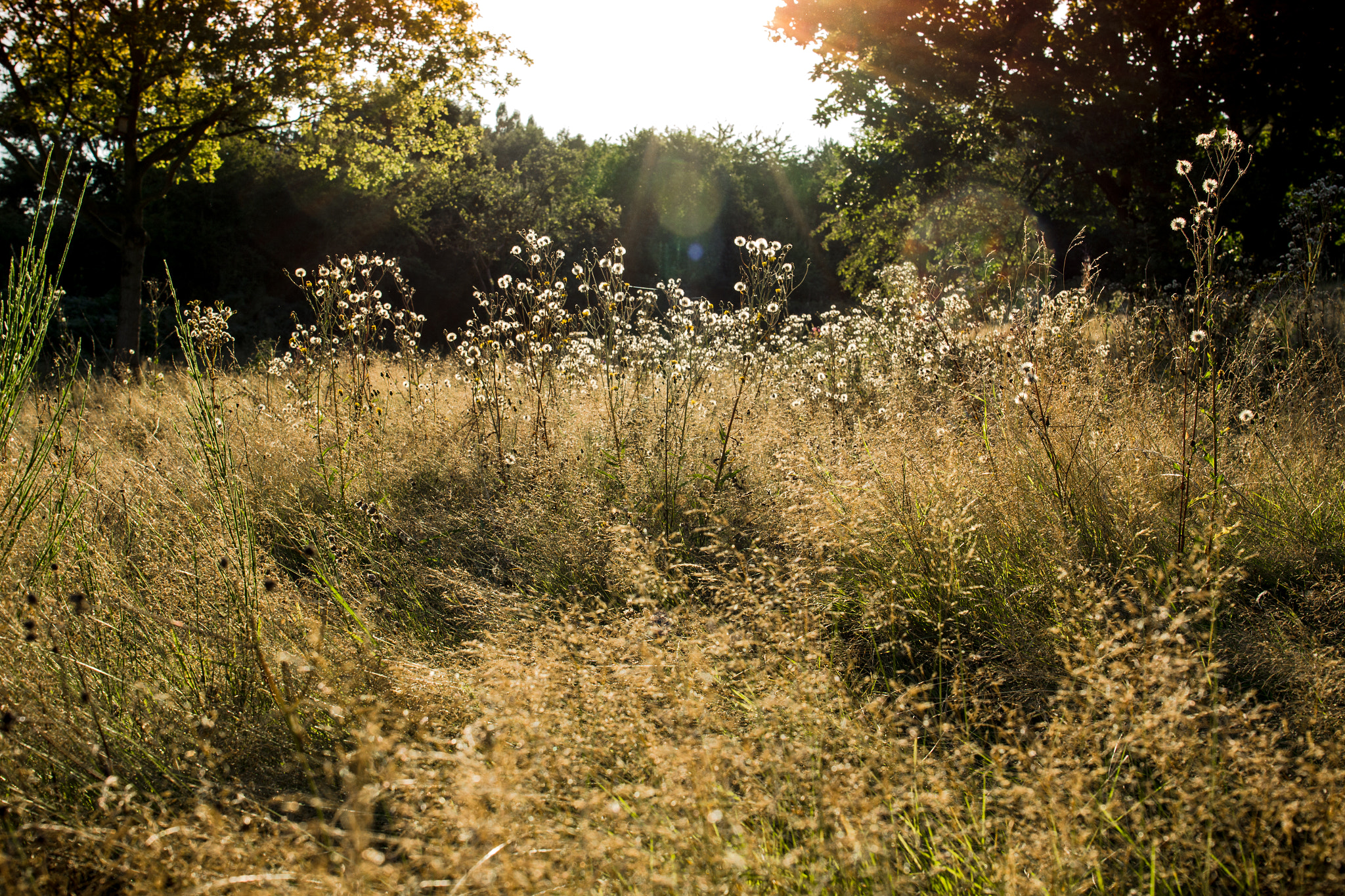 Canon EF 24-70mm F4L IS USM sample photo. Summer grass photography