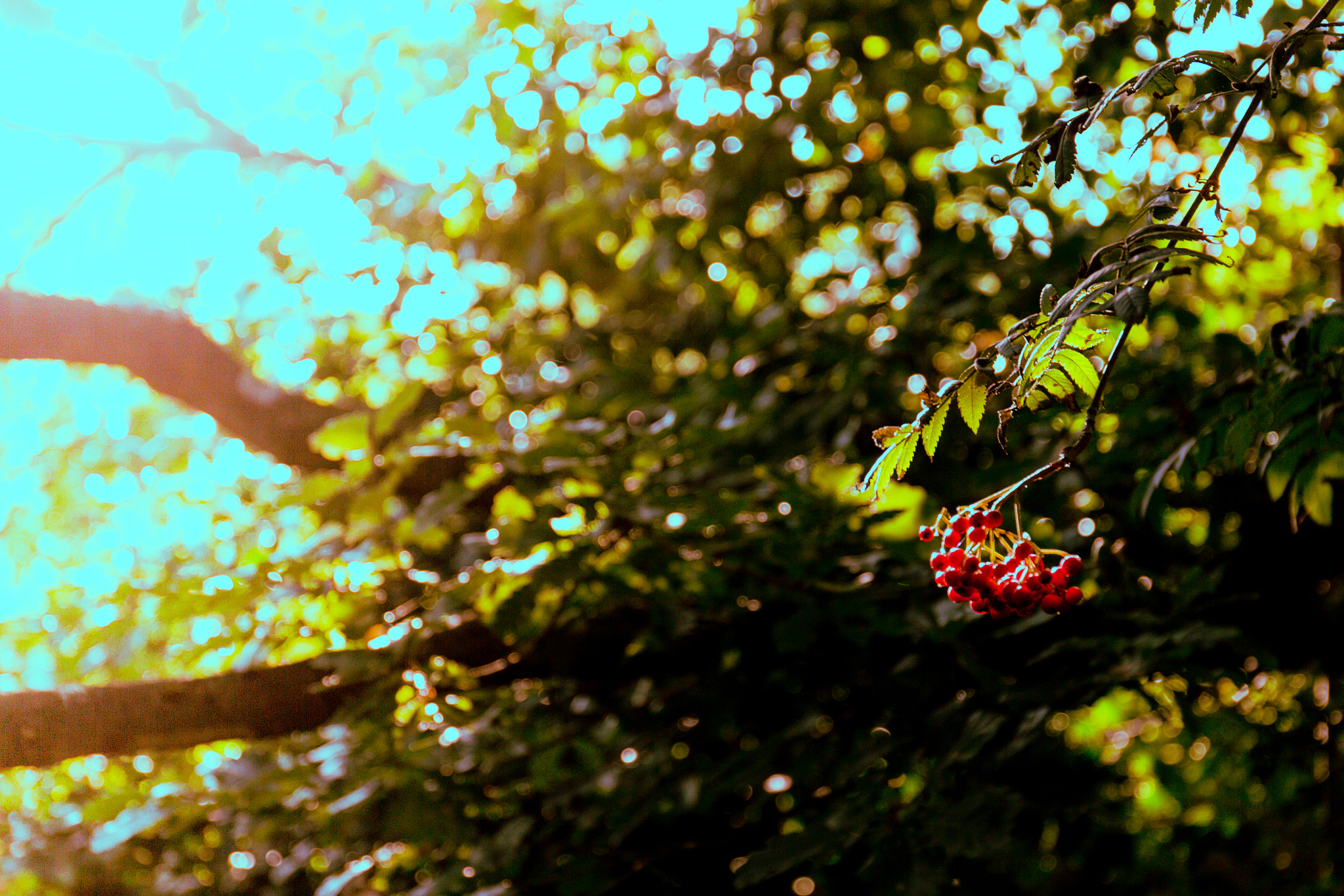 Canon EF 24-70mm F4L IS USM sample photo. Summer berries photography