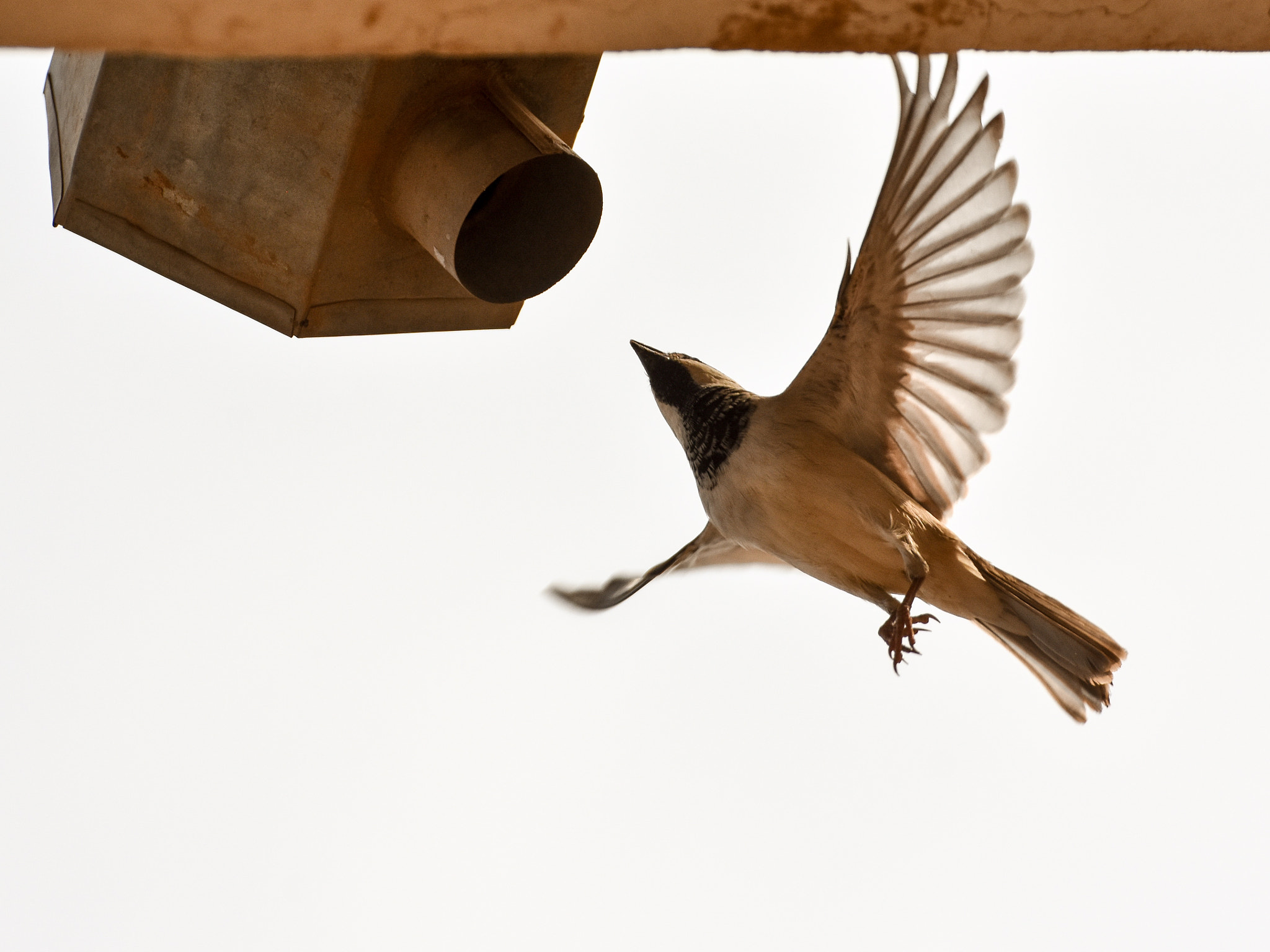 Tamron SP 70-300mm F4-5.6 Di VC USD sample photo. Home sweet home photography