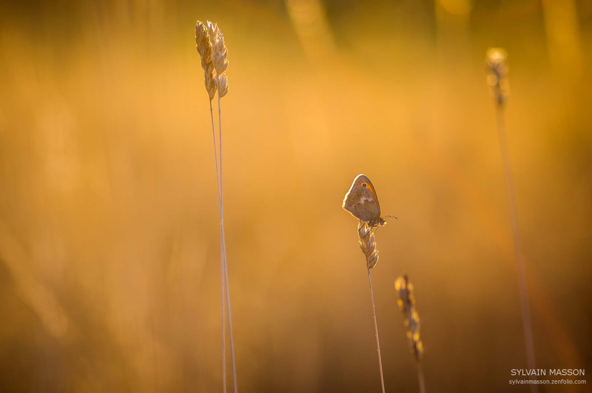 Pentax K-3 sample photo. Holding on photography