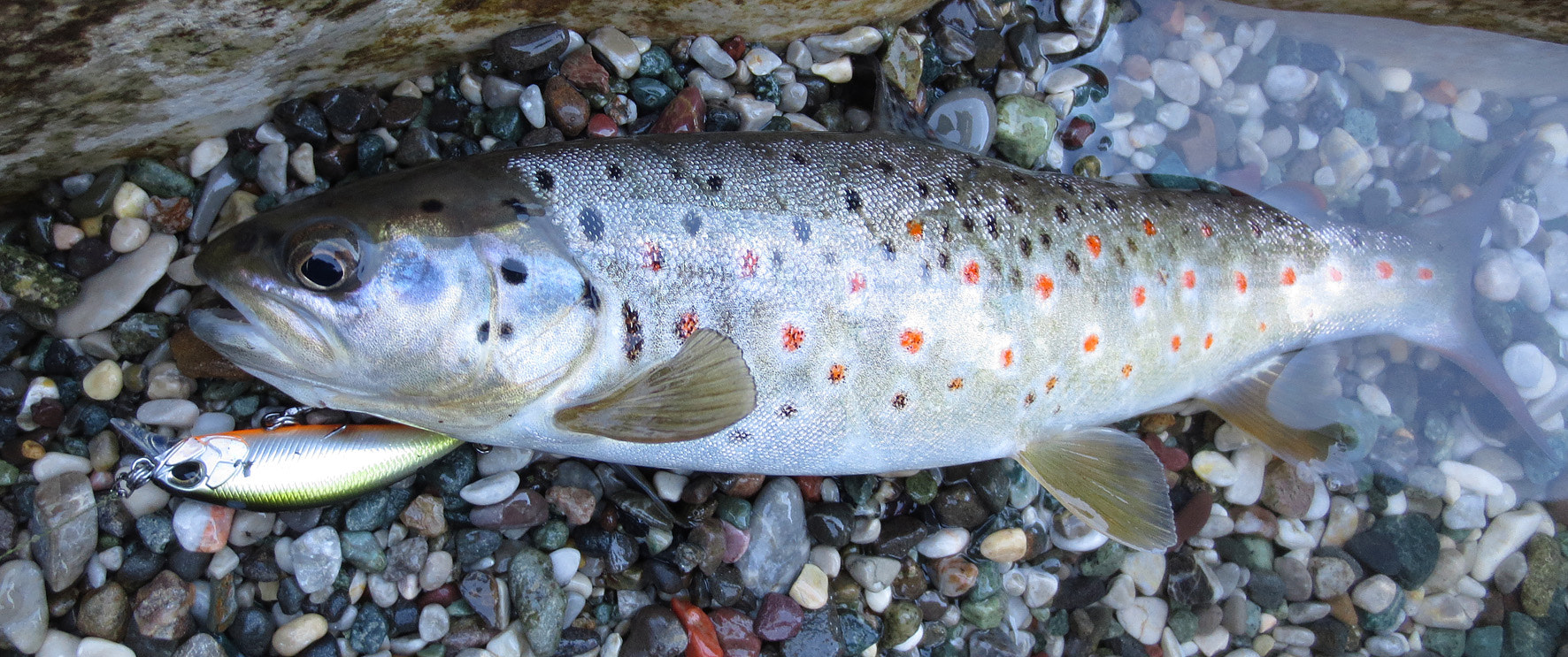 Canon PowerShot ELPH 110HS (PowerShot IXUS 125 HS) sample photo. Trout fish photography