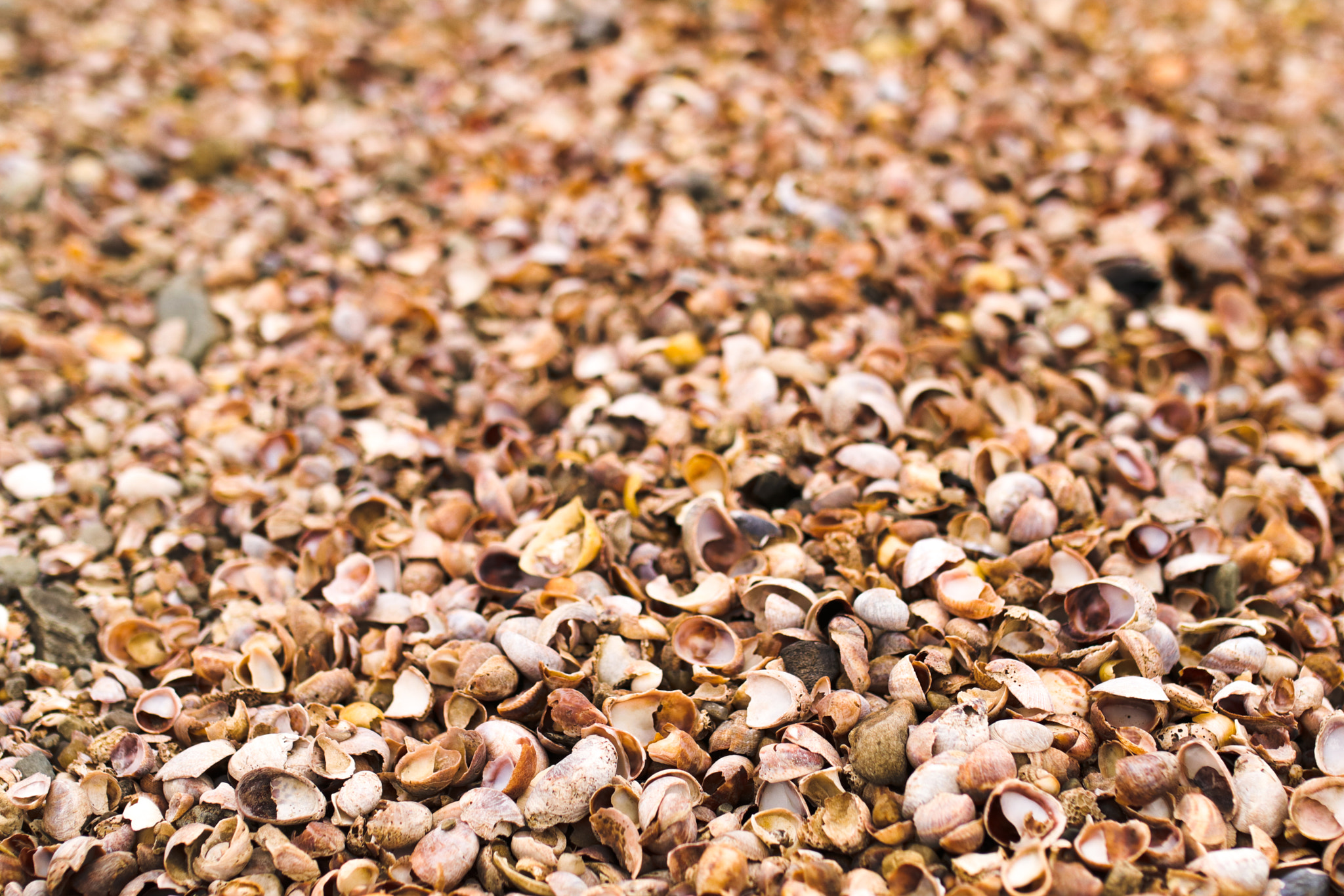 Canon EOS 80D + Sigma 35mm F1.4 DG HSM Art sample photo. Sea shells photography