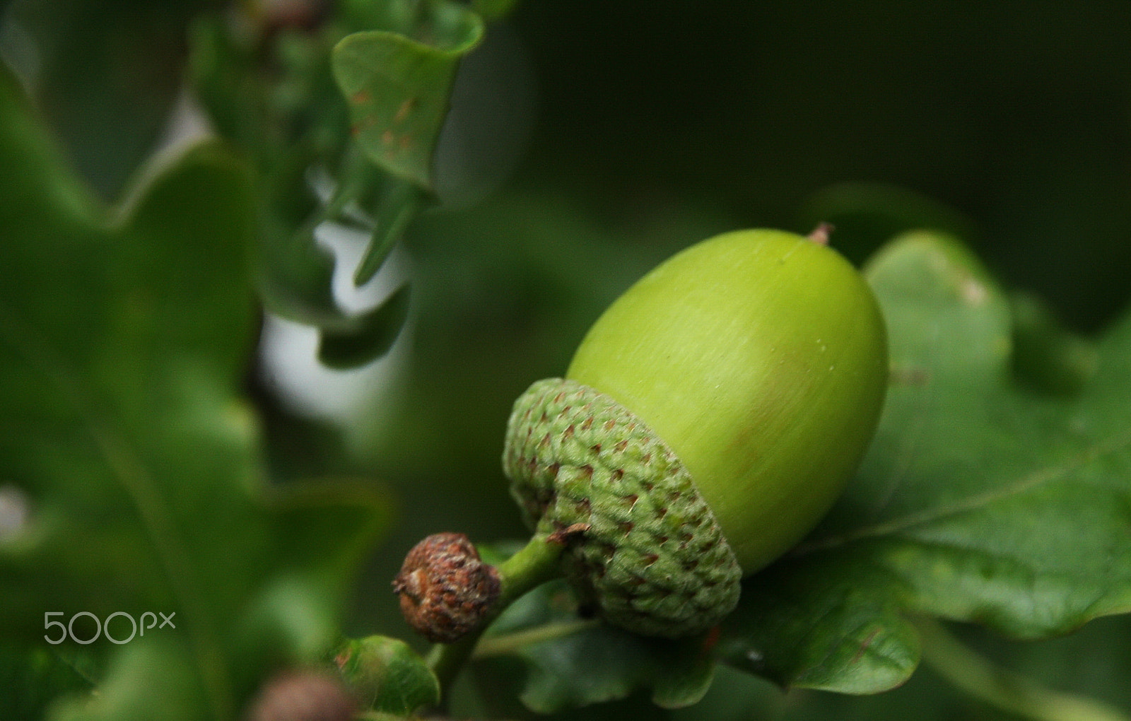 Canon EOS 1000D (EOS Digital Rebel XS / EOS Kiss F) sample photo. Green acorn photography