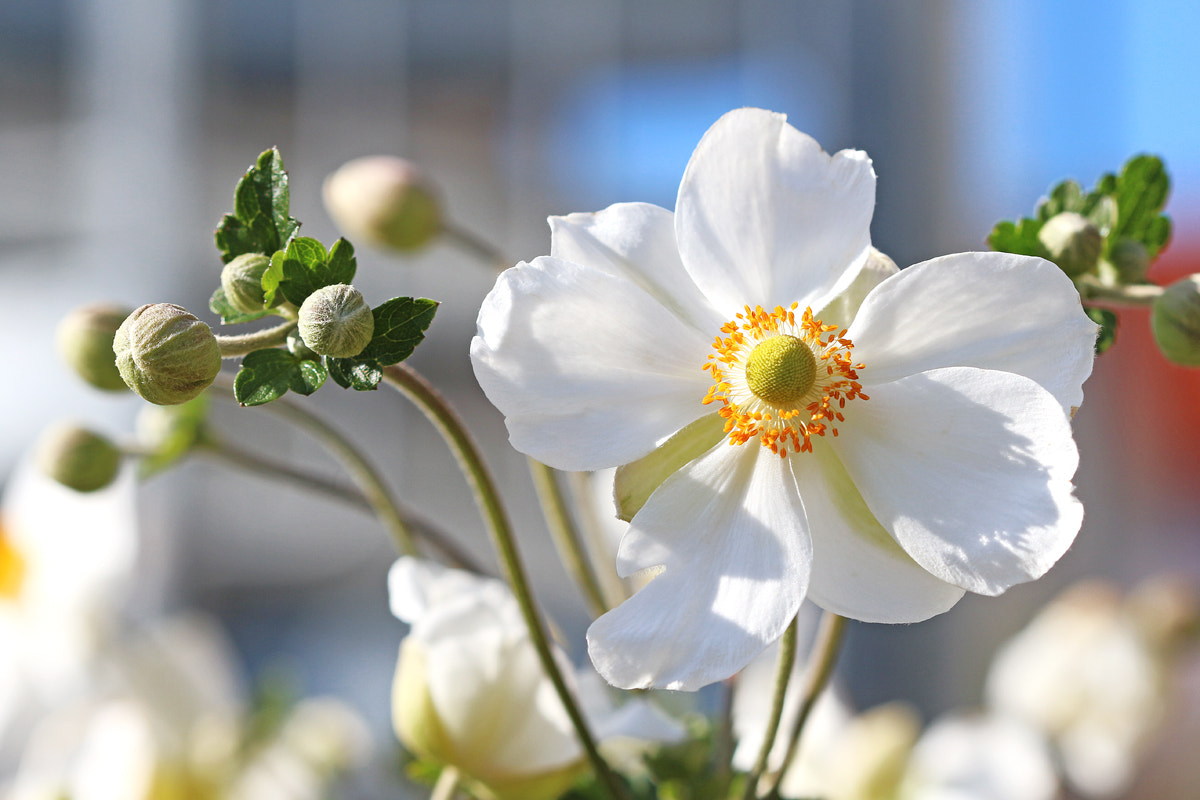 Canon EF 100mm F2.8 Macro USM sample photo. Anemone photography