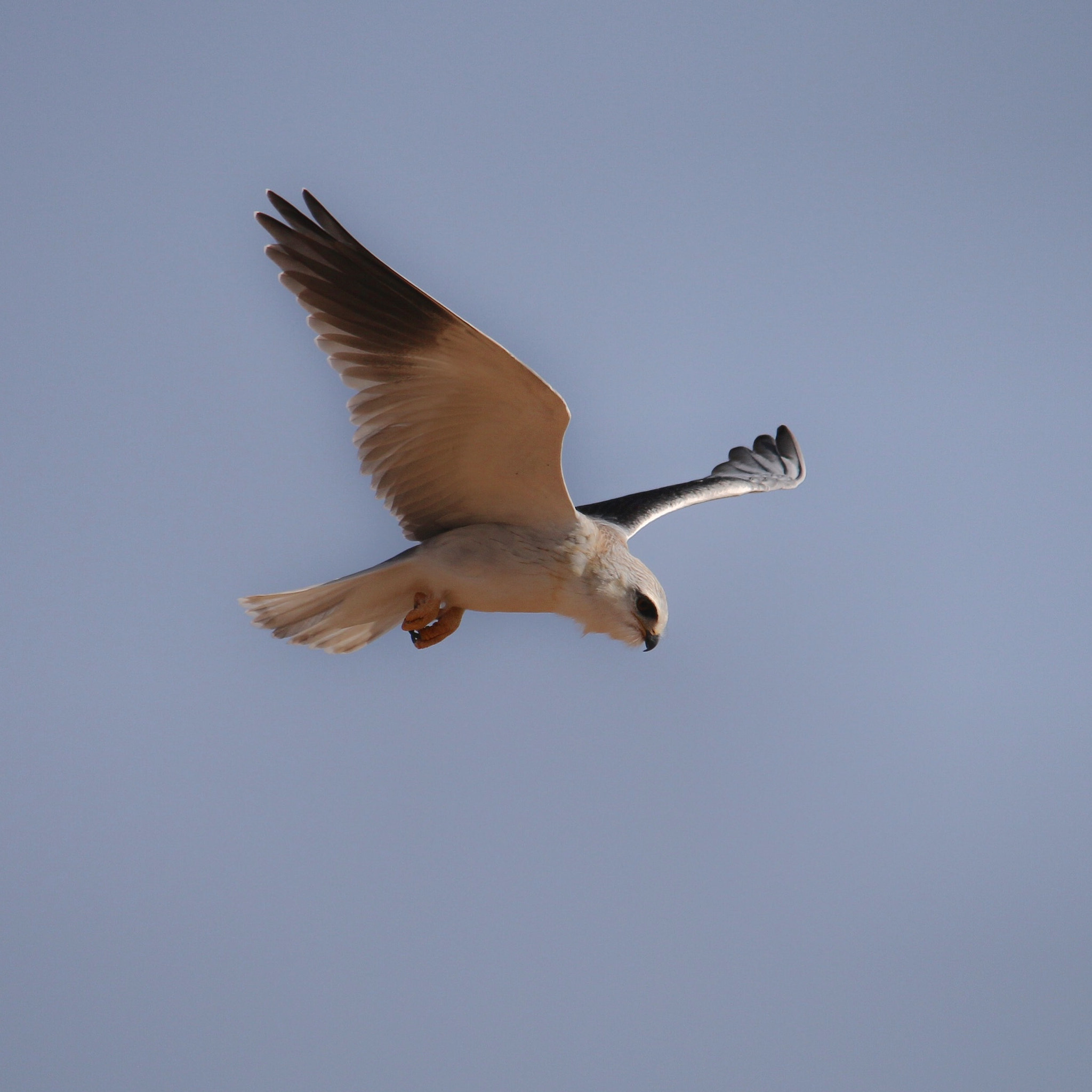Canon 150-500mm sample photo. Black shouldered kite getting ready to attack on prey photography