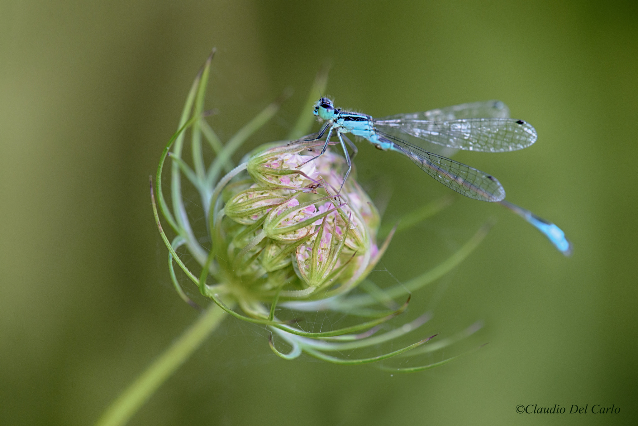 TAMRON SP 180mm F3.5 Di MACRO 1:1 B01N sample photo. 280716_5166.jpg photography