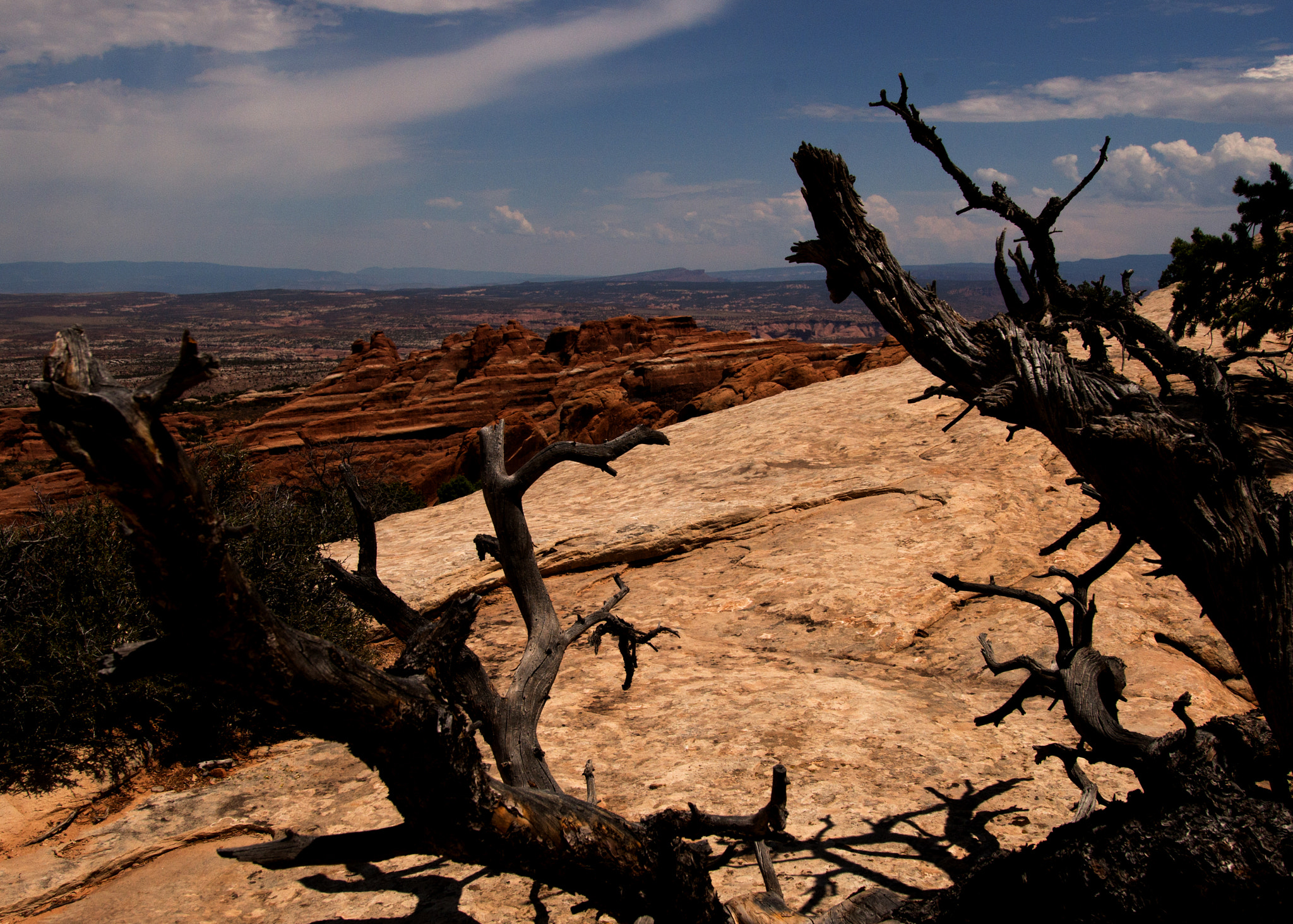 Sony a99 II + 24-105mm F4 sample photo. Tree in arches 2016 photography