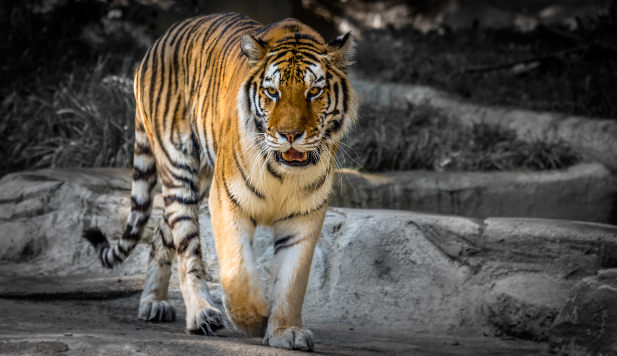 Nikon D7200 + Nikon AF-S DX Nikkor 55-200mm F4-5.6G VR II sample photo. Eye of the tiger photography