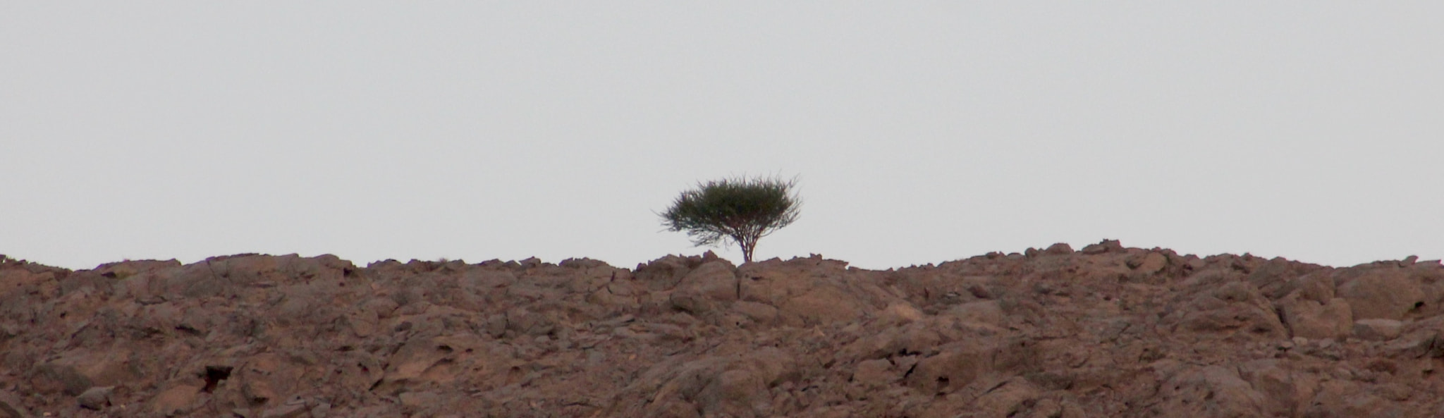 Canon EF75-300mm f/4-5.6 sample photo. Surviving and flourishing against all odds in oman photography