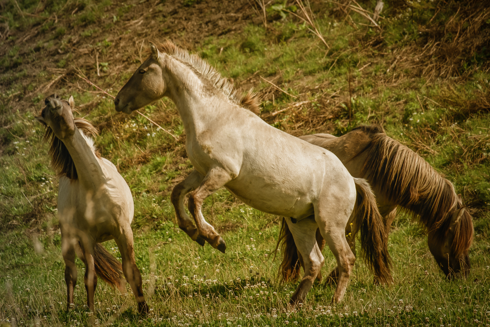 Fujifilm X-Pro2 + Fujifilm XC 50-230mm F4.5-6.7 OIS sample photo. Konik horses photography