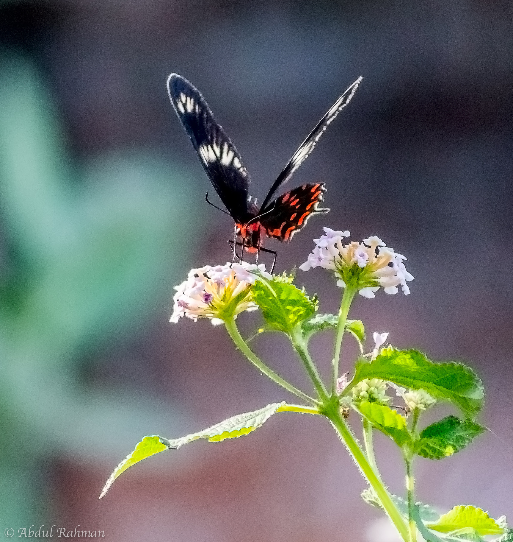 Sigma 70-300mm F4-5.6 APO DG Macro sample photo. Butterfly-1 photography