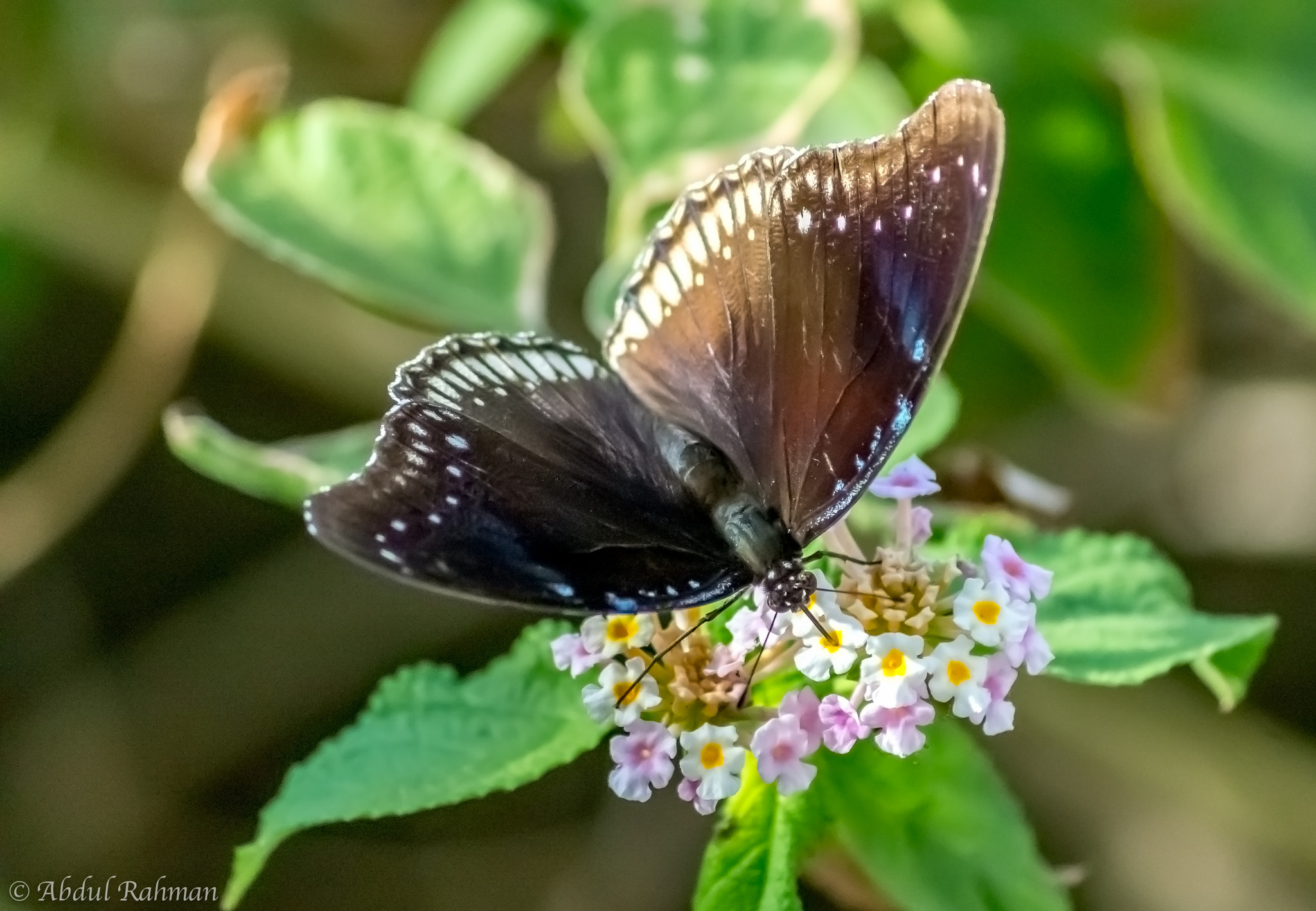 Sigma 70-300mm F4-5.6 APO DG Macro sample photo. Butterfly-2 photography