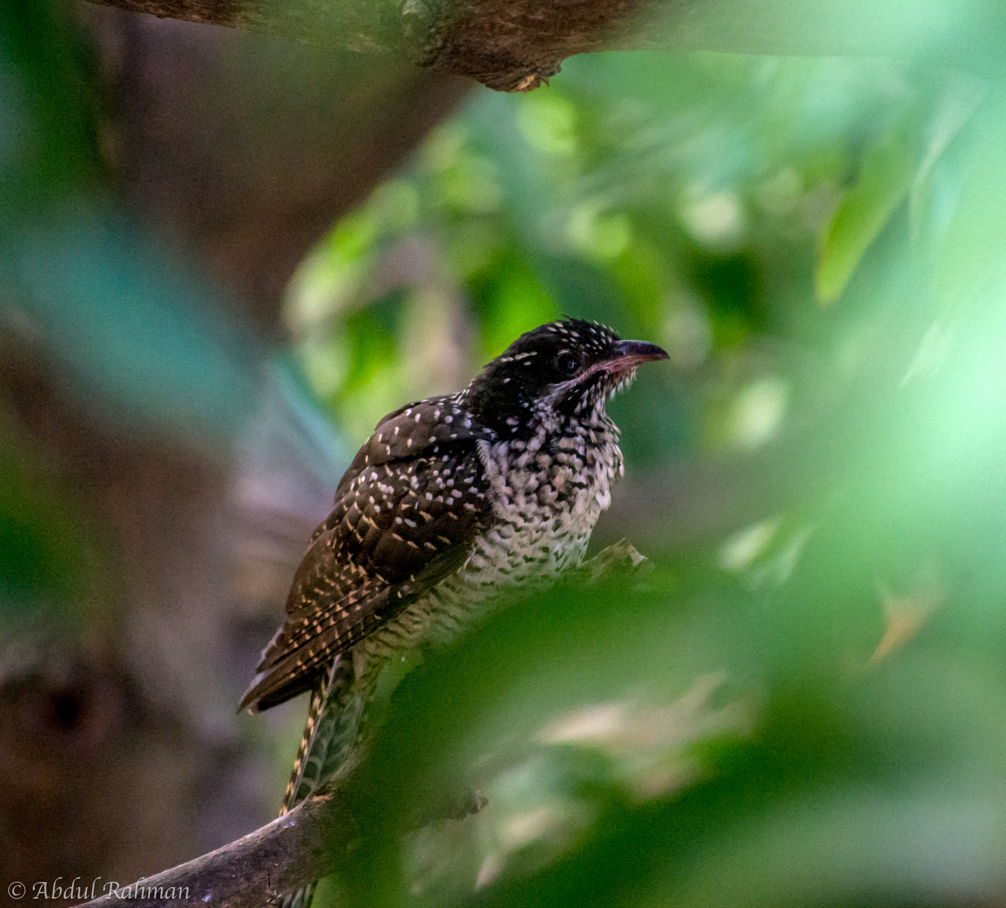 Sigma 70-300mm F4-5.6 APO DG Macro sample photo. Female asian koel photography
