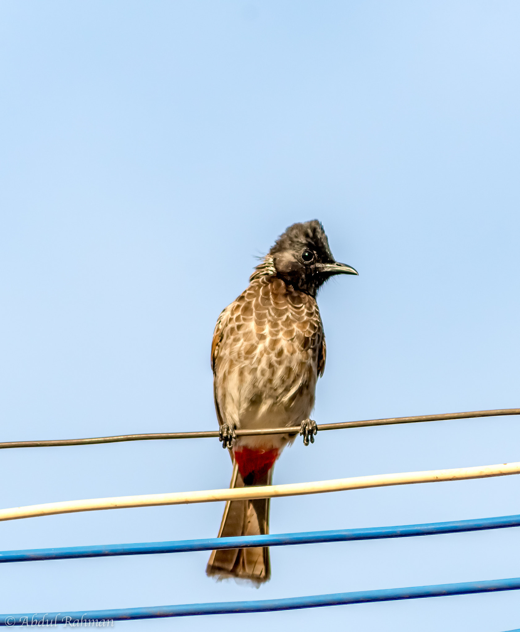 Sigma 70-300mm F4-5.6 APO DG Macro sample photo. Red vented bulbul photography