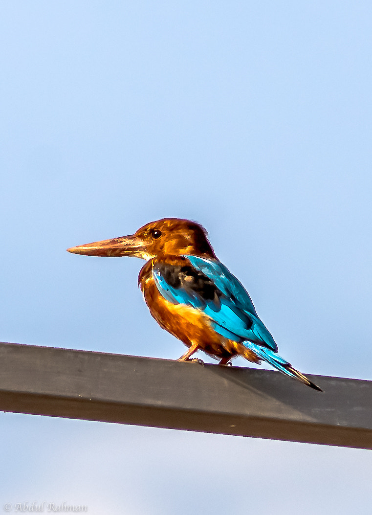 Sigma 70-300mm F4-5.6 APO DG Macro sample photo. White throated kingfisher photography