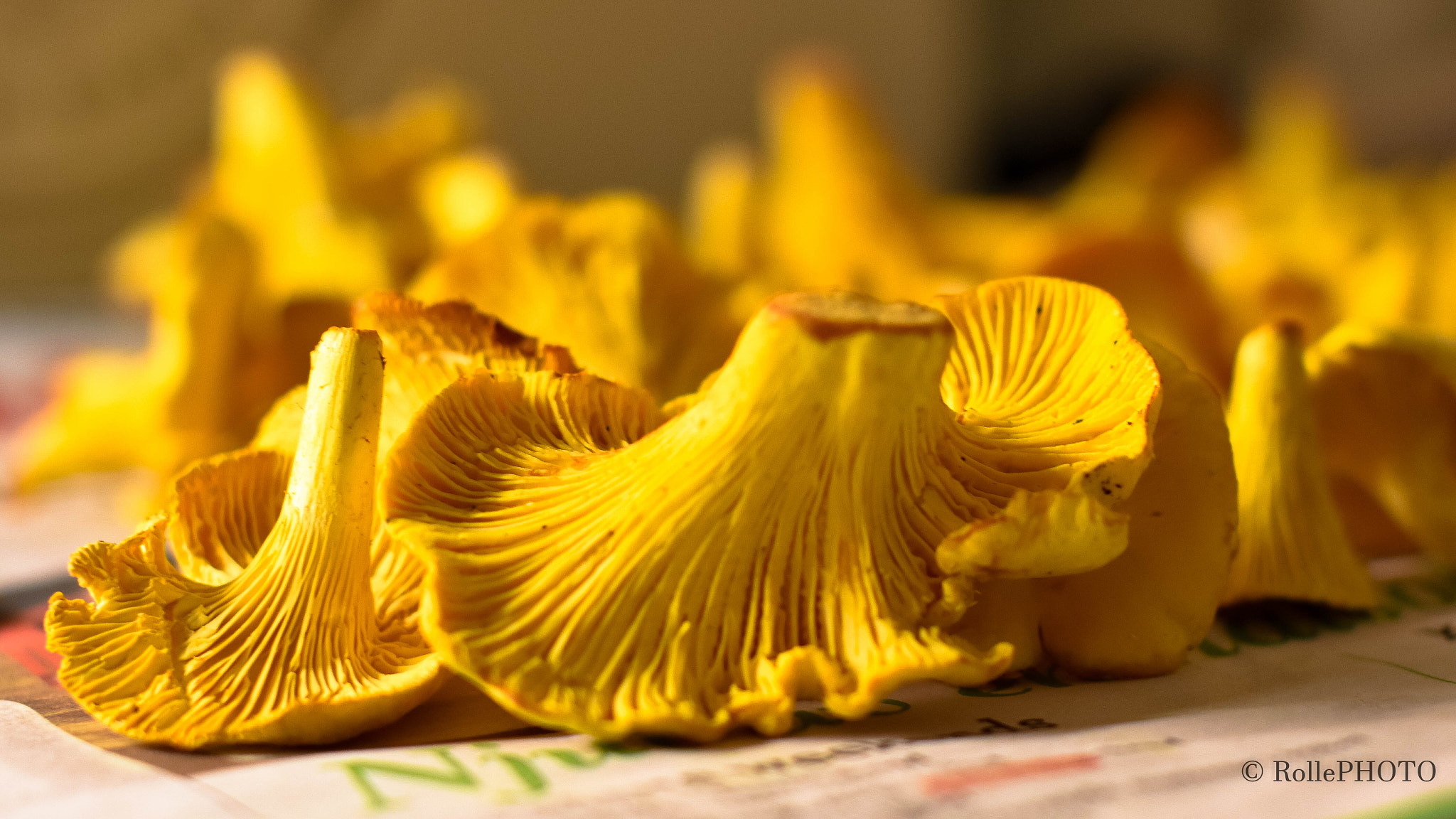 Nikon D7200 + Sigma 50mm F1.4 EX DG HSM sample photo. Drying chanterelles photography