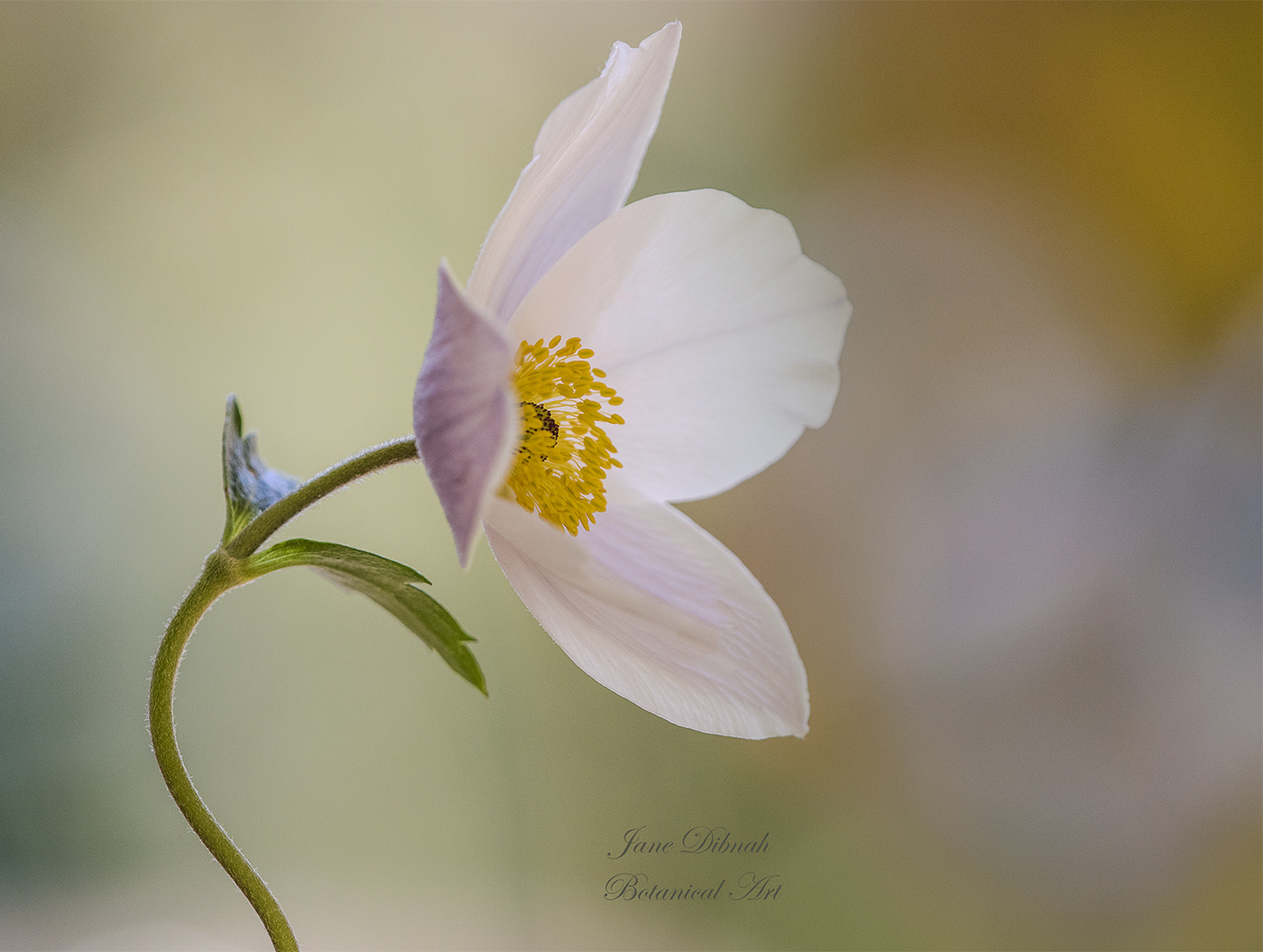 Canon EF 180mm F3.5L Macro USM sample photo. Anemone - wild swan photography