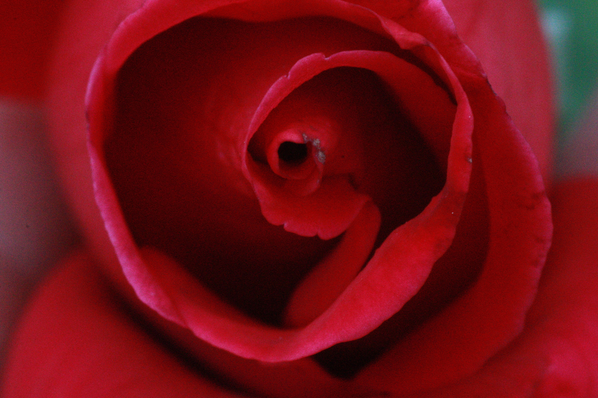 Canon MP-E 65mm F2.5 1-5x Macro Photo sample photo. Rosa photography