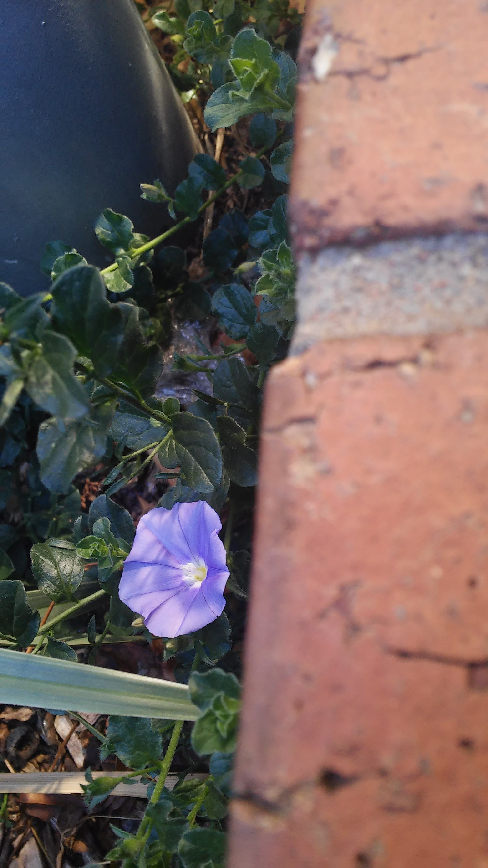 LG G2 MINI sample photo